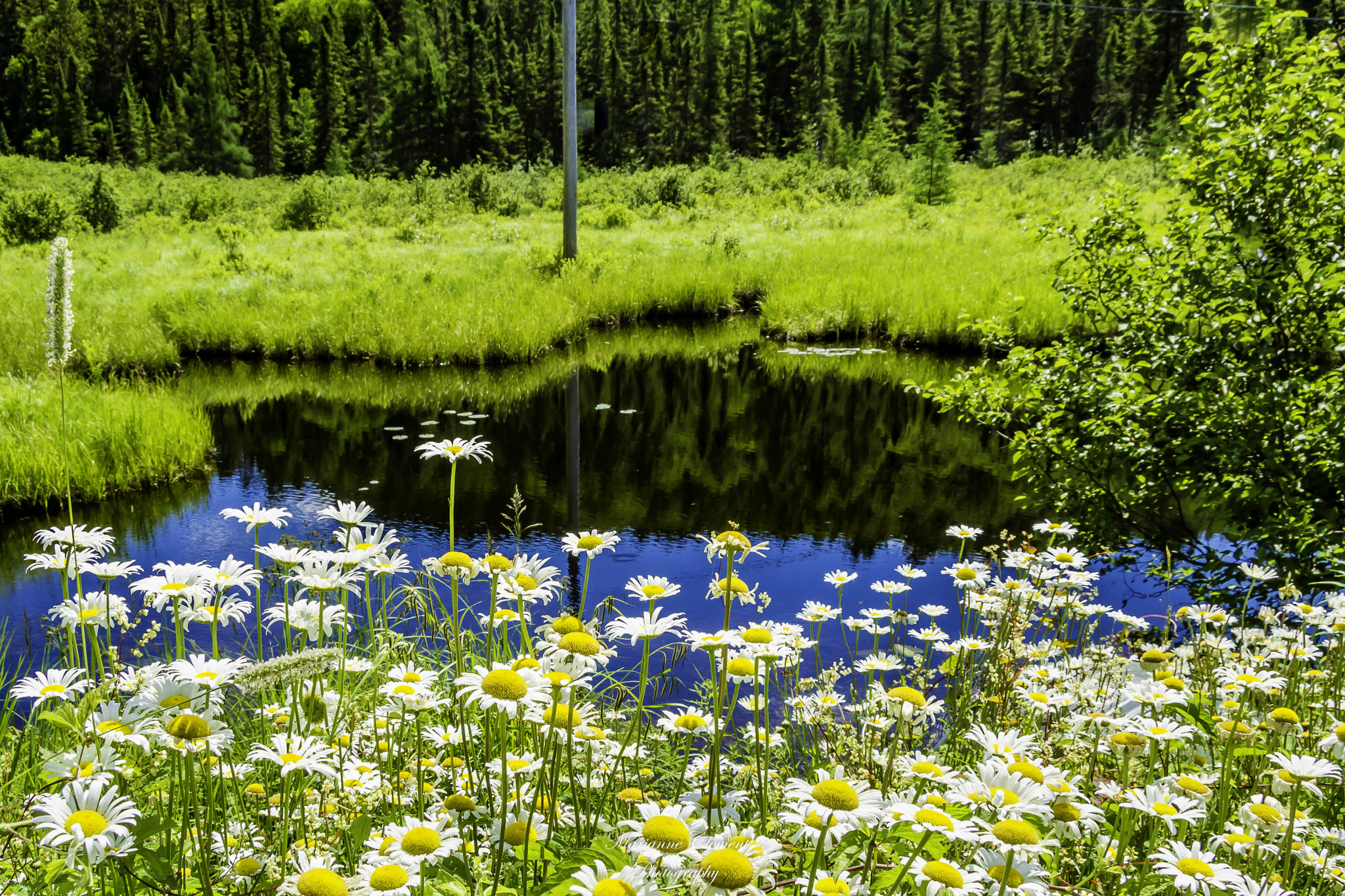 Canon EF-S 17-85mm F4-5.6 IS USM sample photo. Costello creek photography