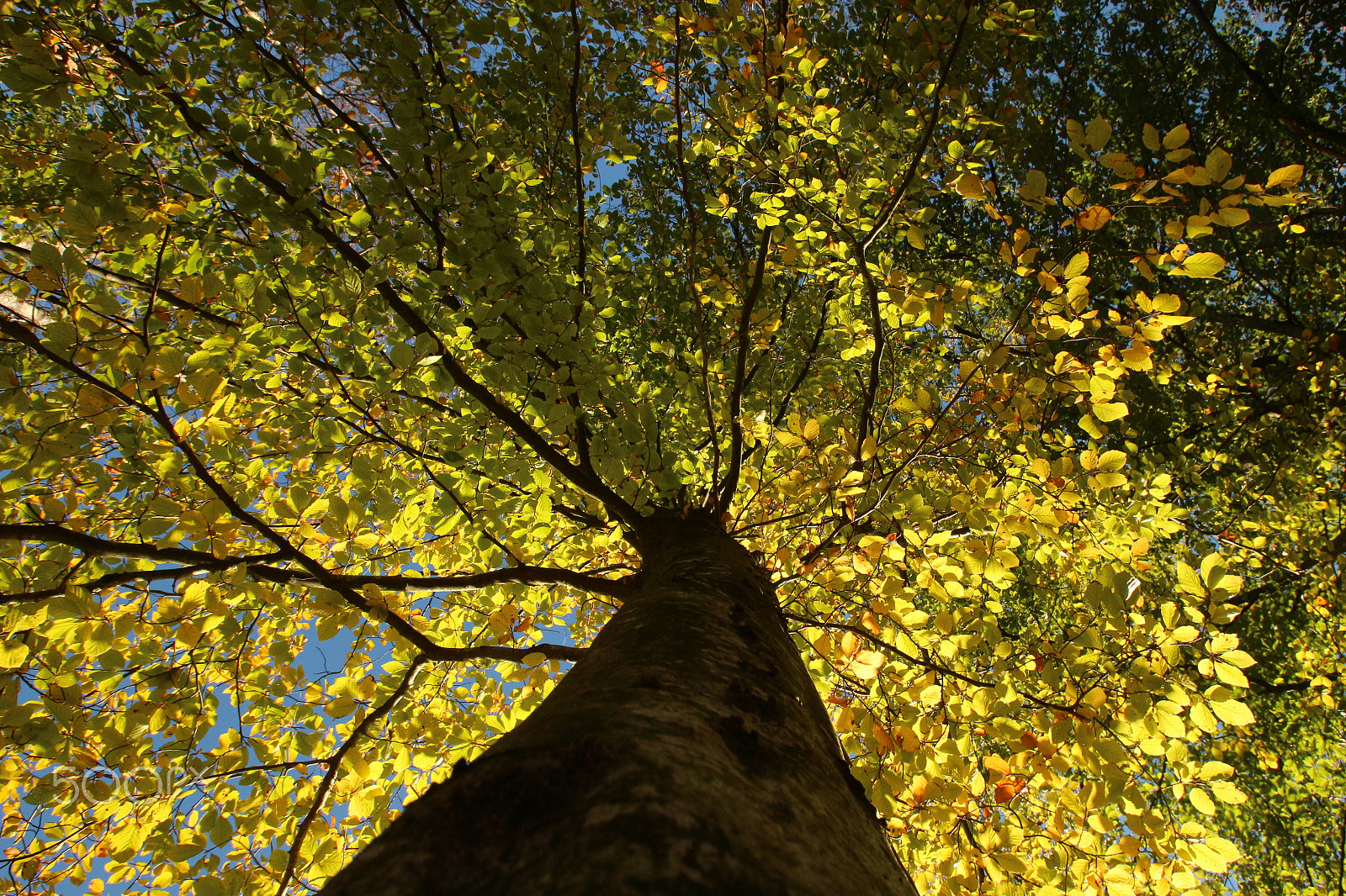 Sigma 10-20mm F3.5 EX DC HSM sample photo. Look up photography