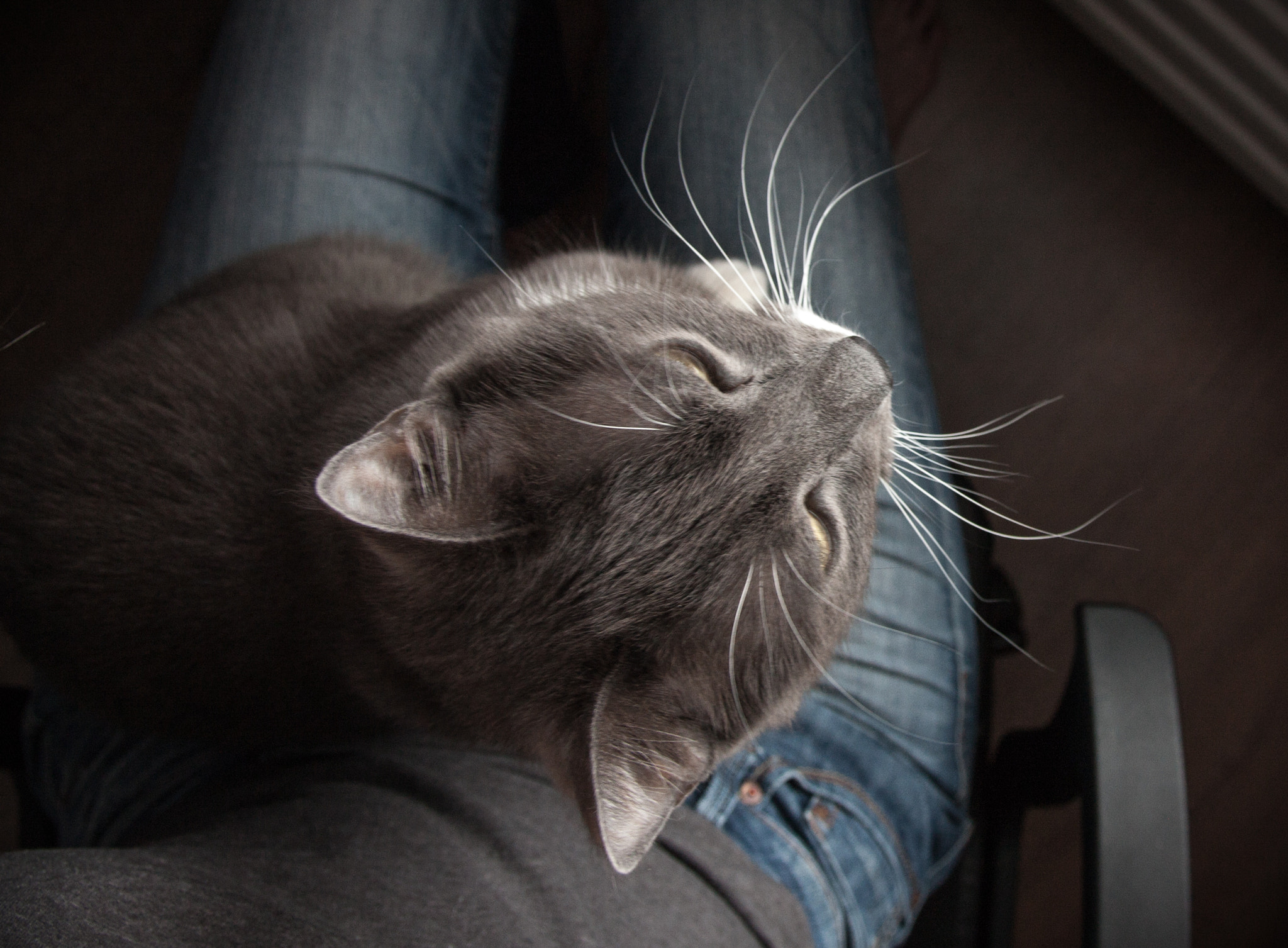 Canon EOS 450D (EOS Rebel XSi / EOS Kiss X2) sample photo. A cat sitting on my hips photography