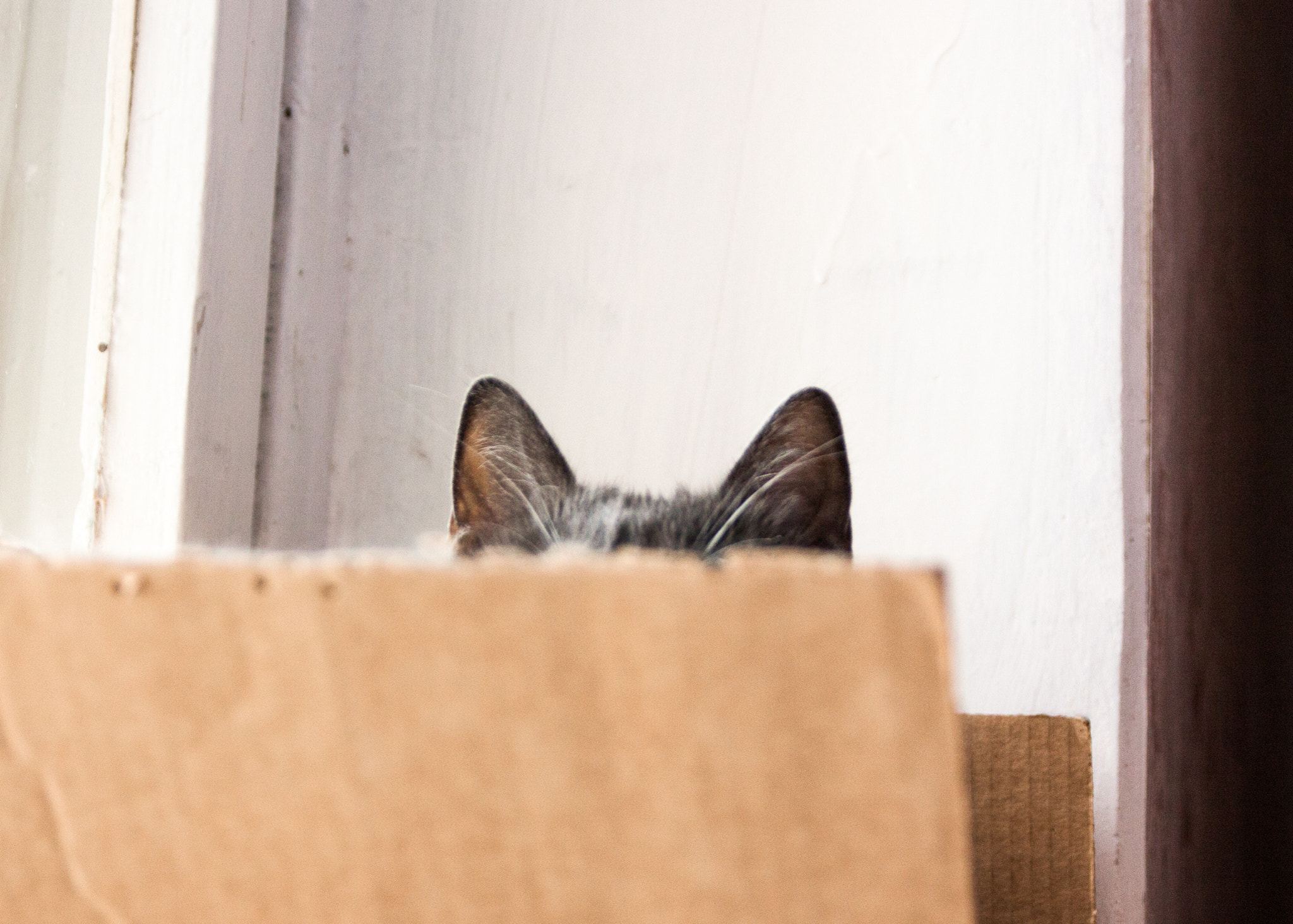 Canon EOS 450D (EOS Rebel XSi / EOS Kiss X2) sample photo. A cat in the box photography