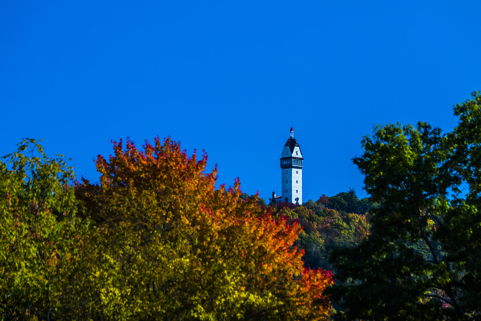 Canon EF 70-200mm F2.8L USM sample photo. Towering foliage photography