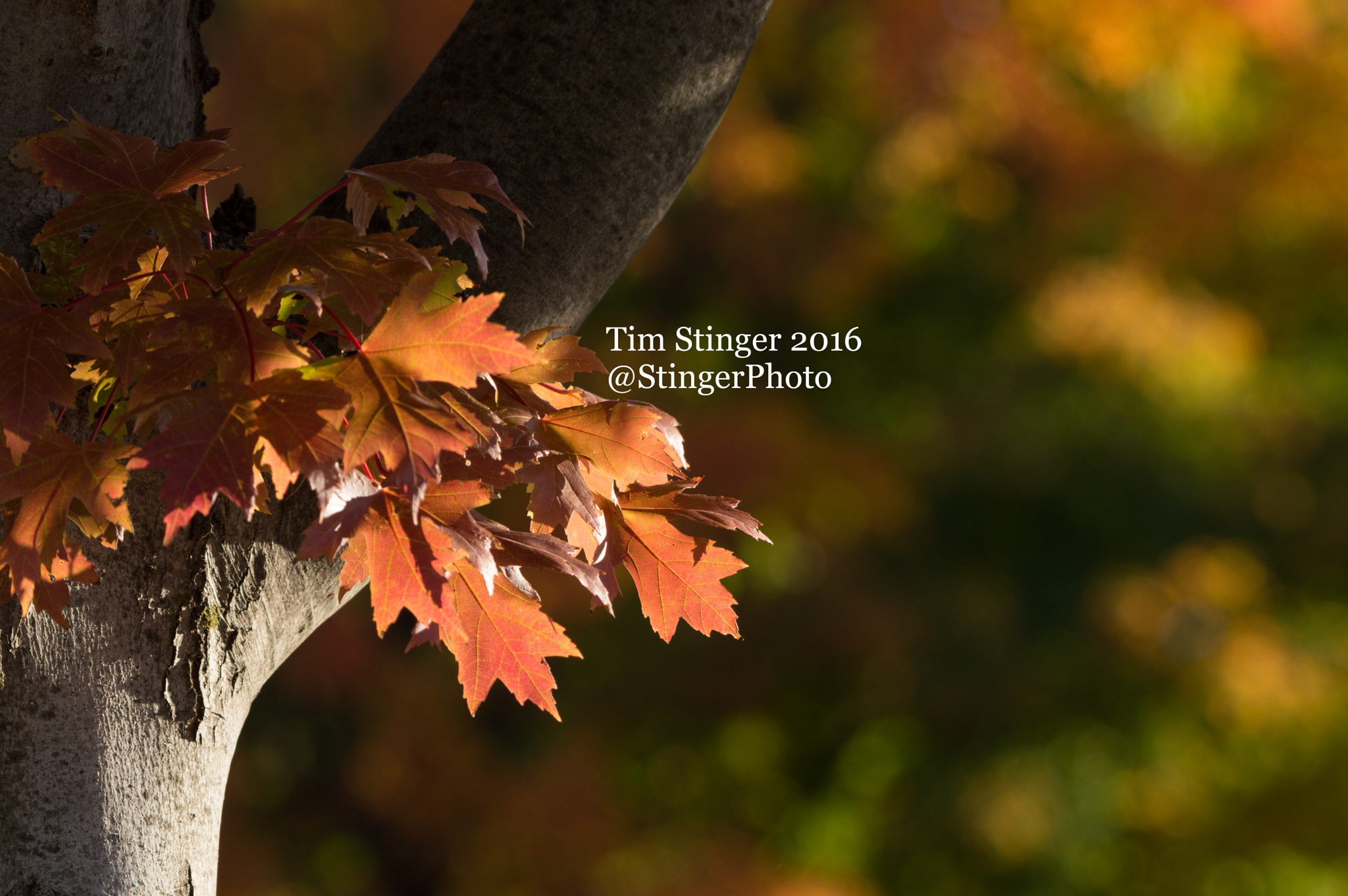 Nikon AF-S Nikkor 200-500mm F5.6E ED VR sample photo. Shiny freeman's maple autumn blaze photography
