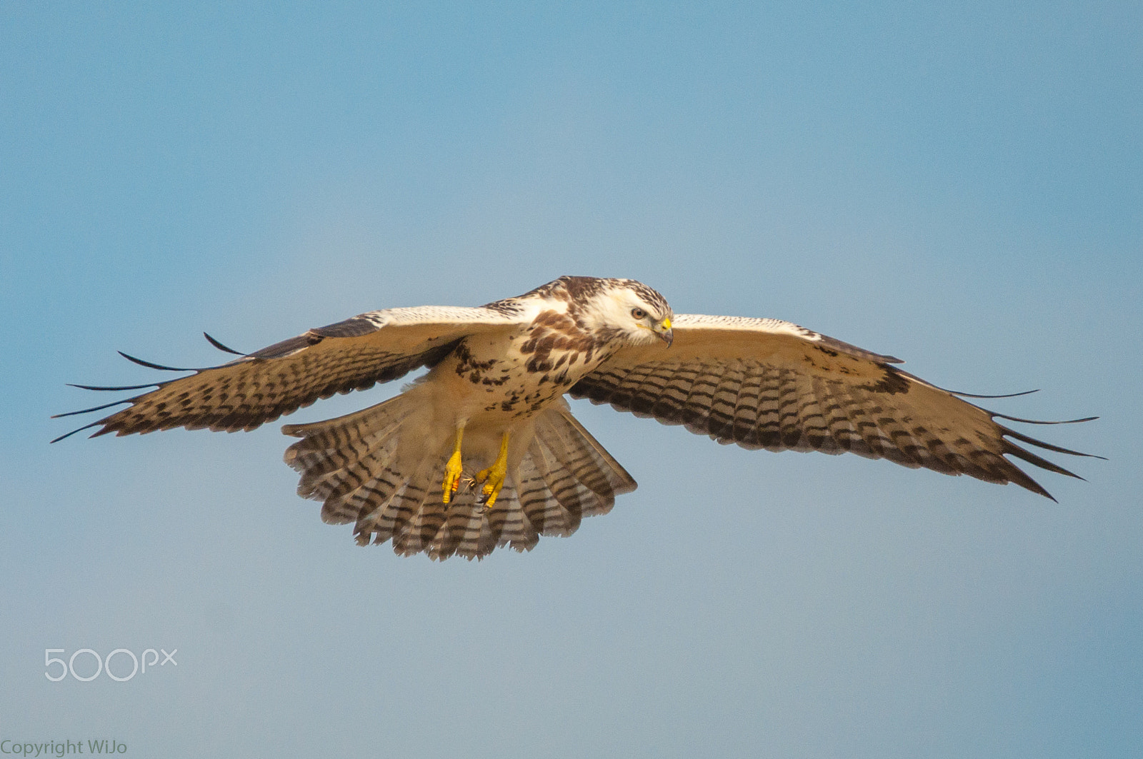 Sigma 150-600mm F5-6.3 DG OS HSM | C sample photo. Buzzard / buizerd photography