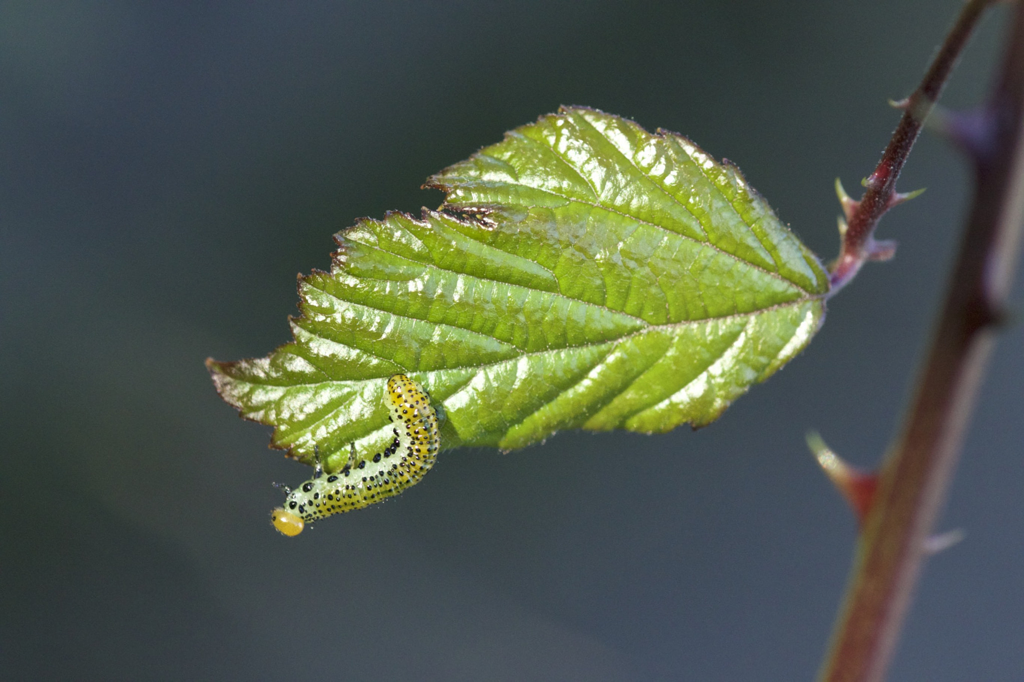 Sigma 105mm F2.8 EX DG Macro sample photo. Surprise photography
