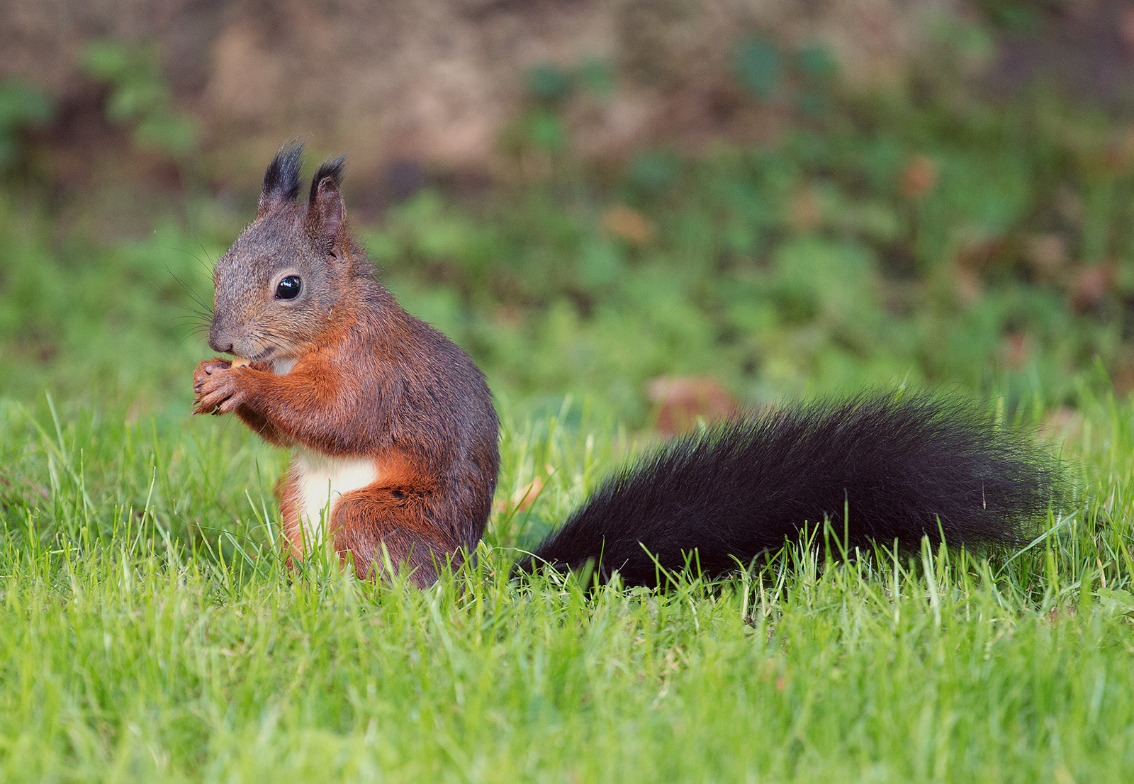 Canon EOS 650D (EOS Rebel T4i / EOS Kiss X6i) + Canon EF 70-200mm F4L USM sample photo. Squirrel ii photography