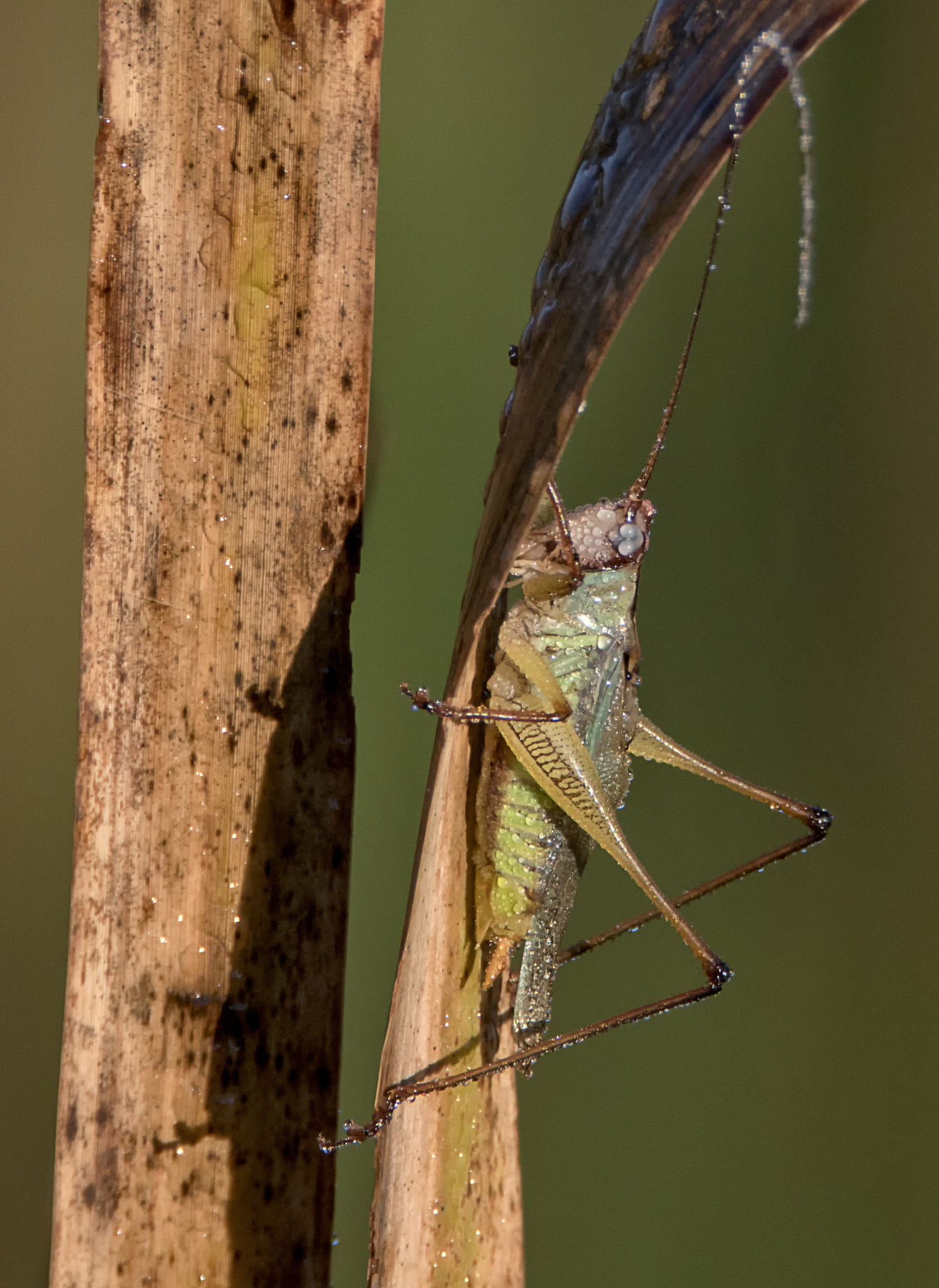 Sony ILCA-77M2 + Tamron SP 150-600mm F5-6.3 Di VC USD sample photo. The wet stalker photography