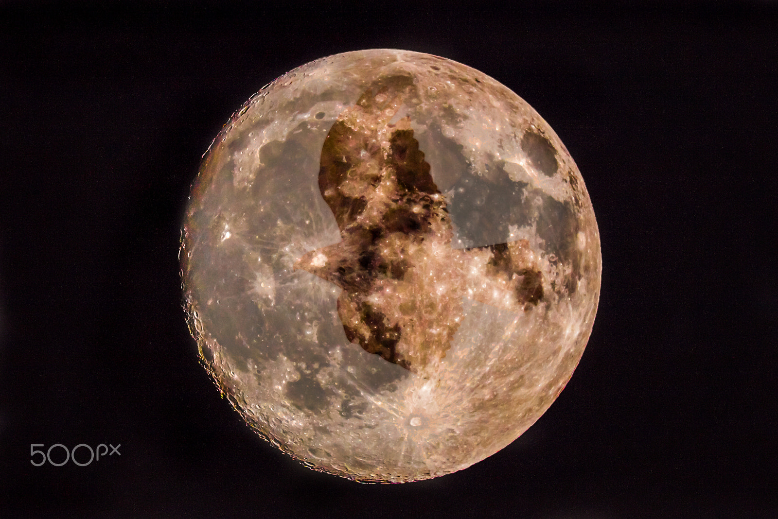Canon EOS 5DS R sample photo. Super moon & bird photography