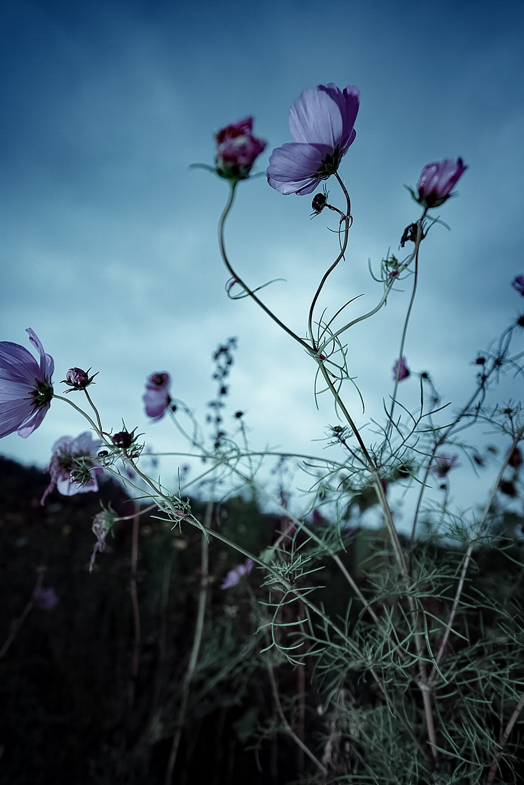 ZEISS Batis 18mm F2.8 sample photo