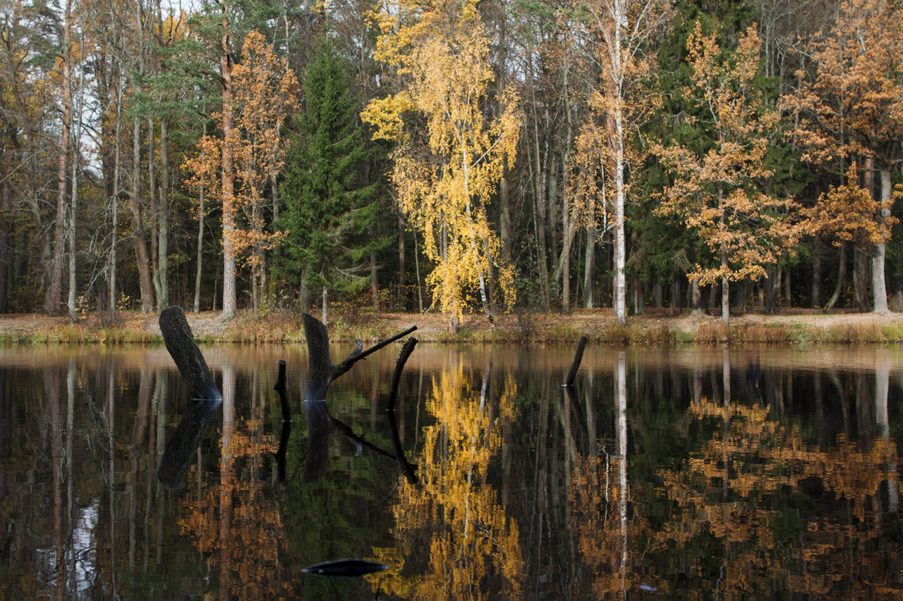 Canon EF 24mm F1.4L II USM sample photo. Fingers of autumn photography