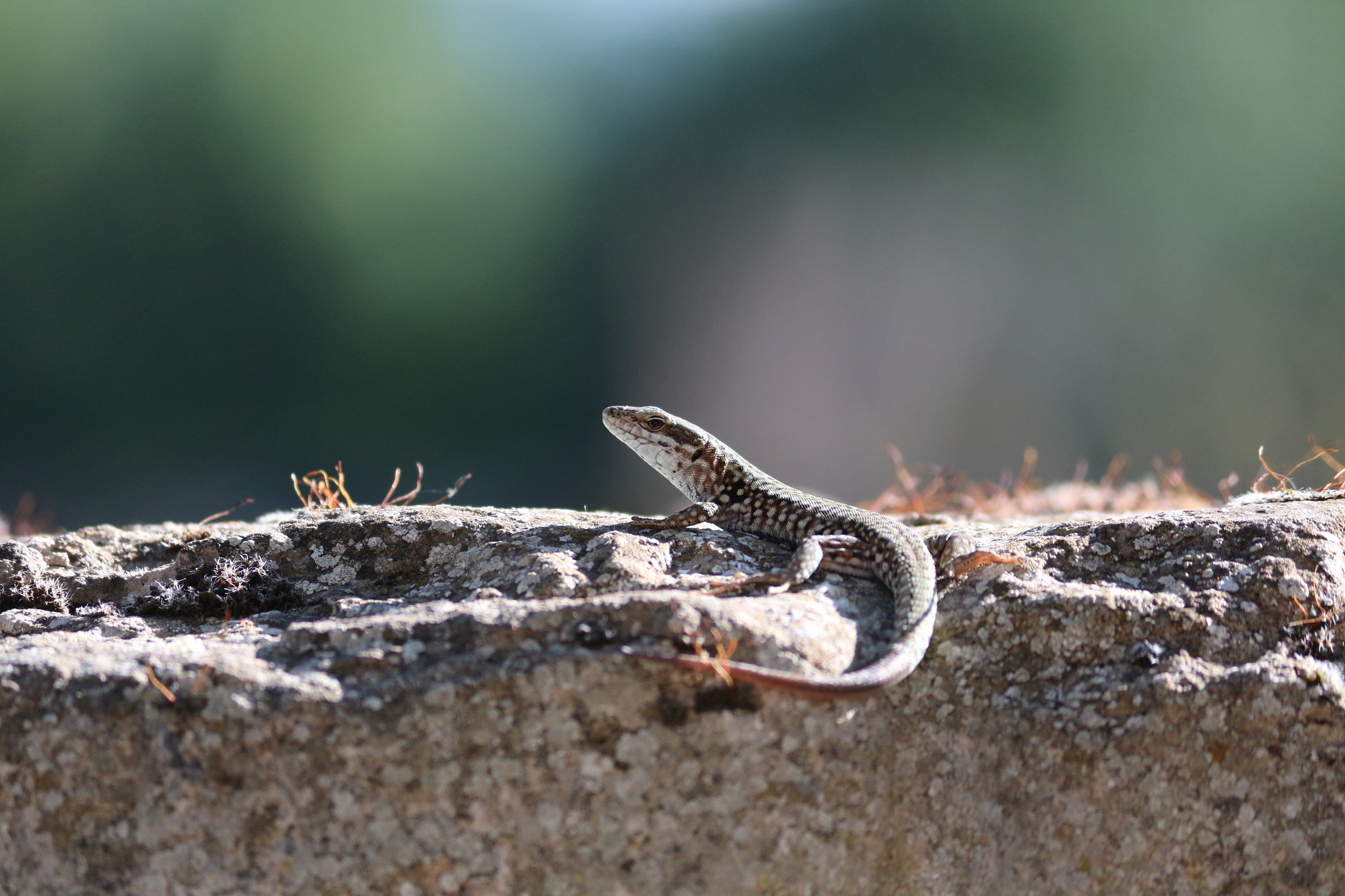 Canon EOS 100D (EOS Rebel SL1 / EOS Kiss X7) sample photo. Lizard photography