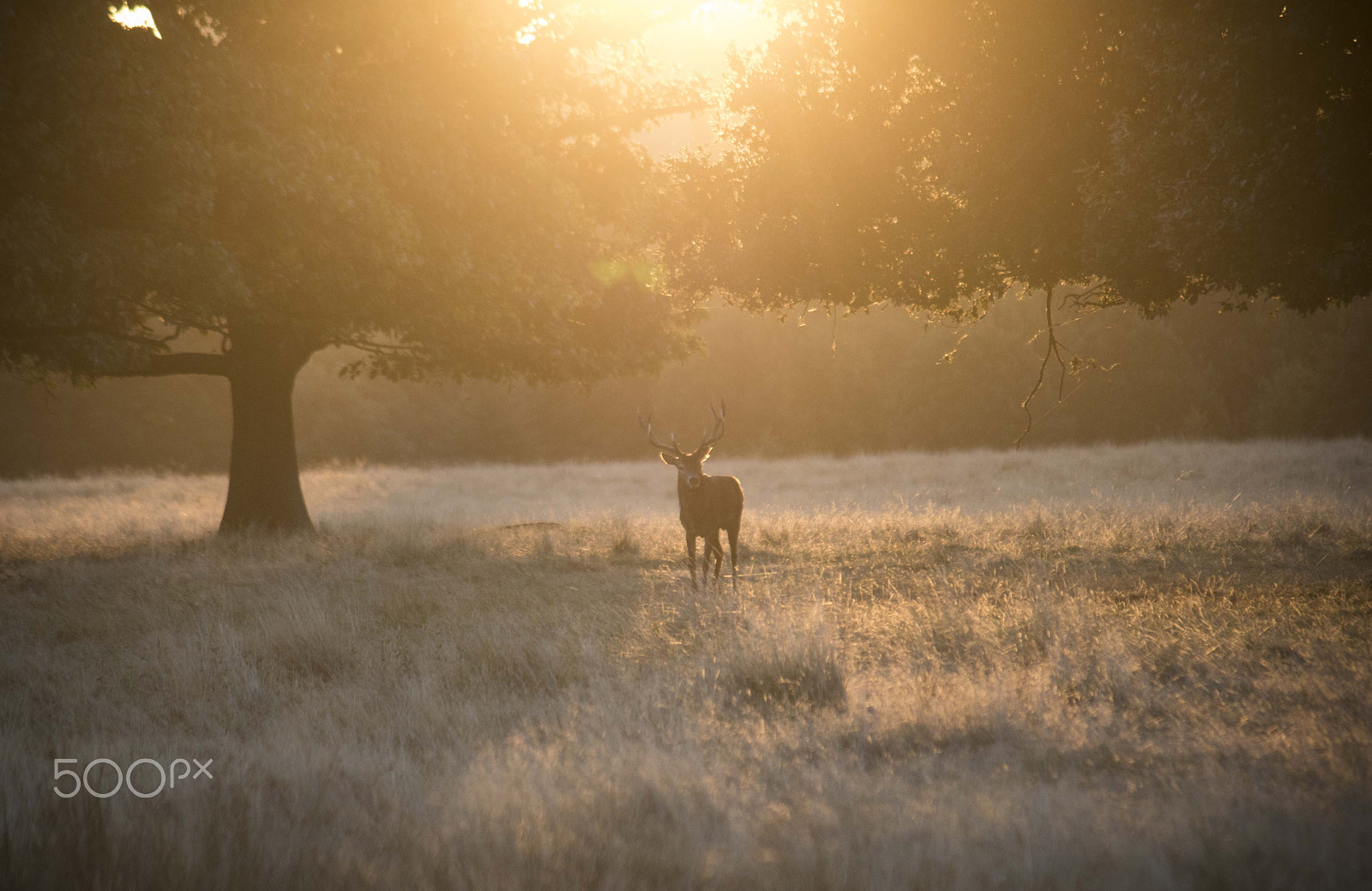 Canon EOS 7D Mark II + Canon EF-S 55-250mm F4-5.6 IS sample photo. Lonely stag in the rising sun photography