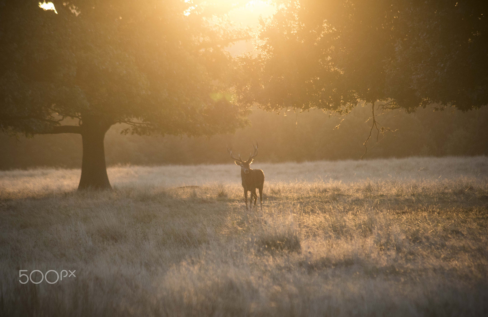 Canon EF-S 55-250mm F4-5.6 IS sample photo. Lonely stag in the rising sun photography