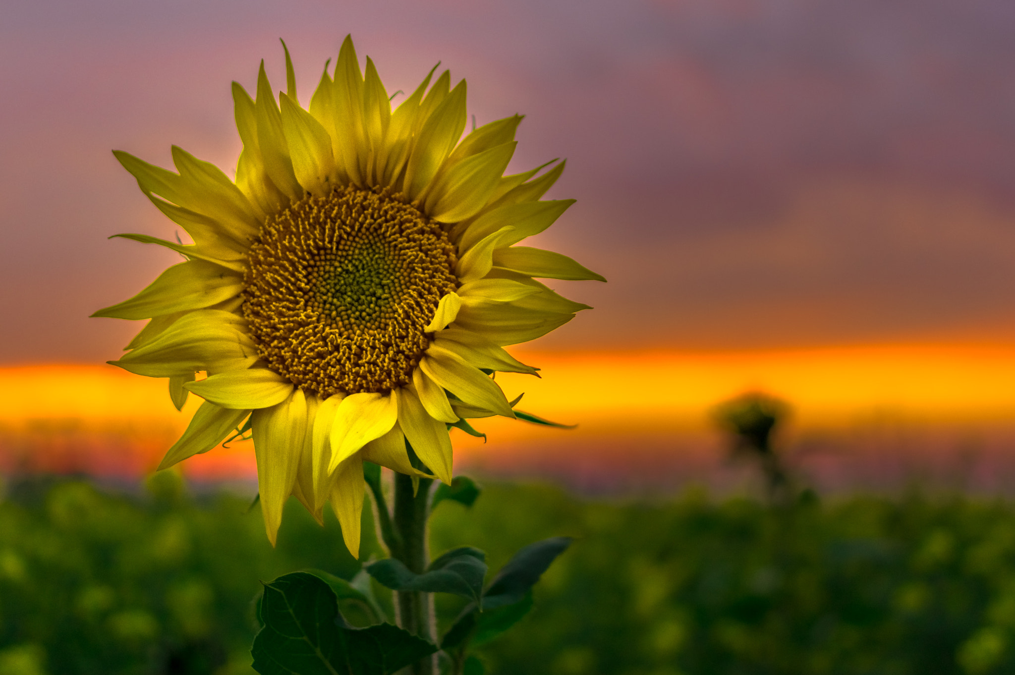 Pentax K-3 + Pentax smc DA 35mm F2.4 AL sample photo. Sonnenblume photography