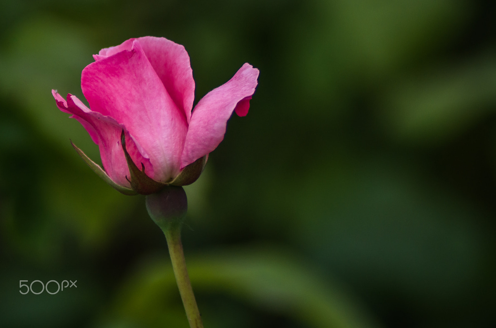 Pentax K-50 + Tamron AF 70-300mm F4-5.6 Di LD Macro sample photo. Pink rose  photography