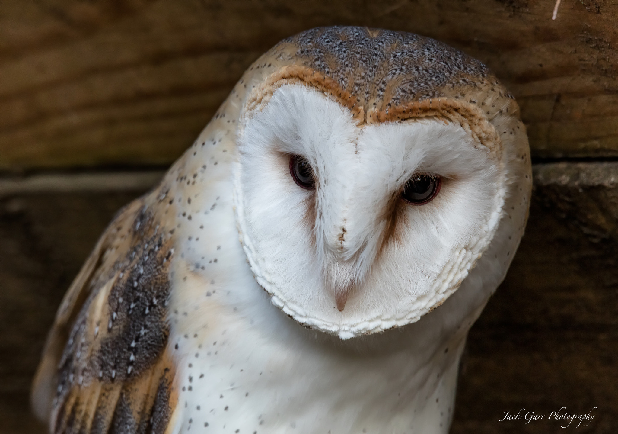 Canon EOS 5DS sample photo. Barn owl portrait photography