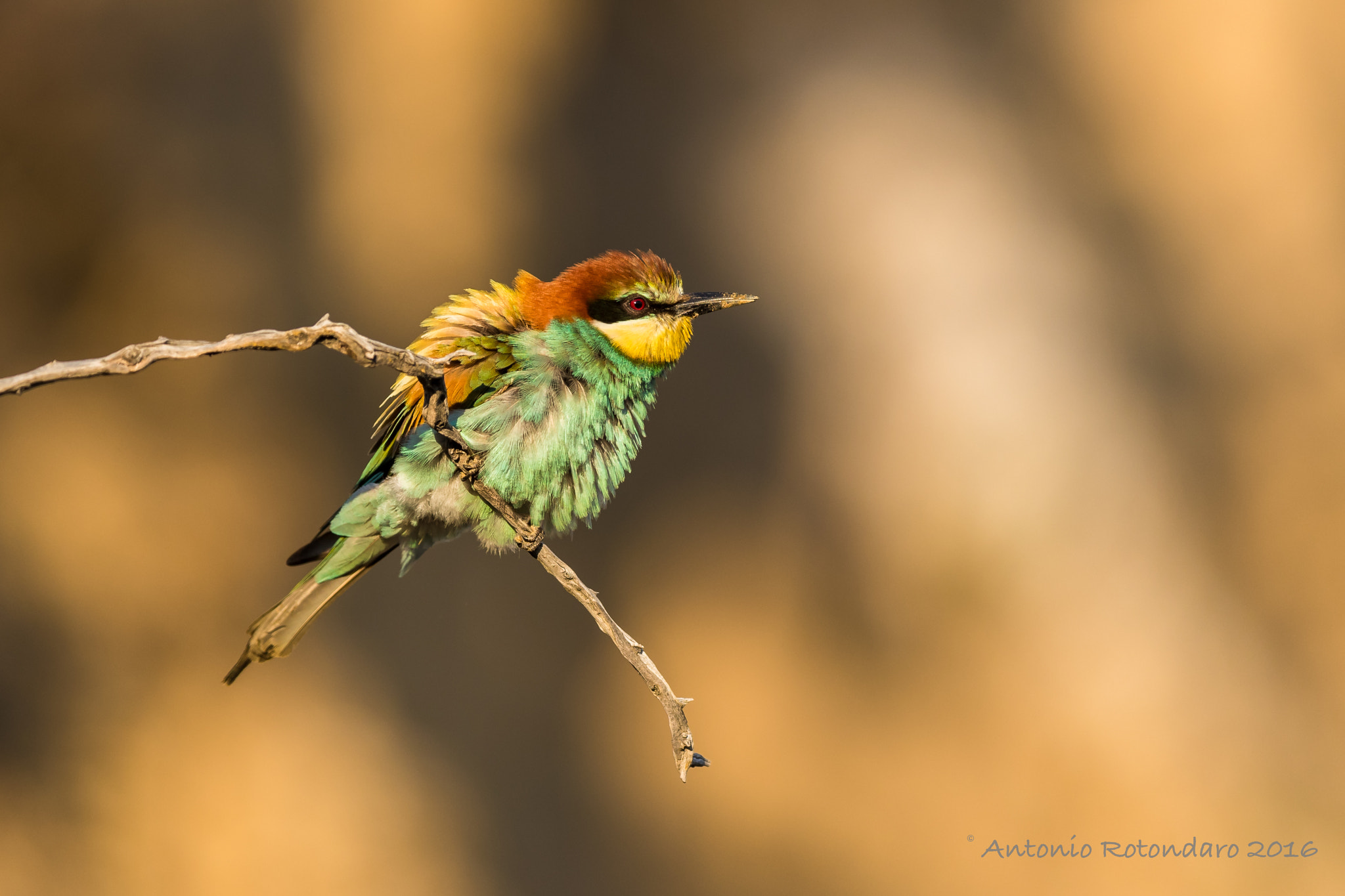 Canon EF 400mm F2.8L IS II USM sample photo. Gruccione  photography