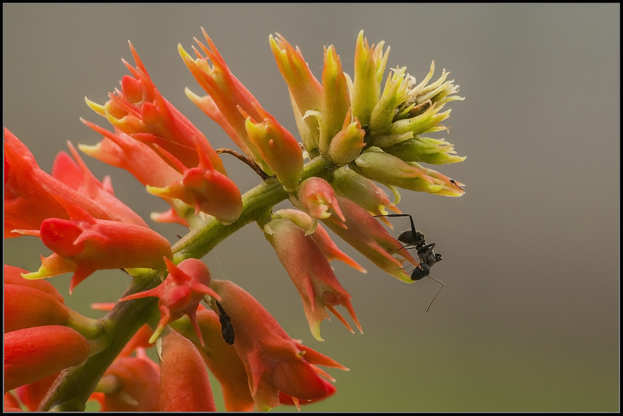 Nikon D300 sample photo. Busy ant photography
