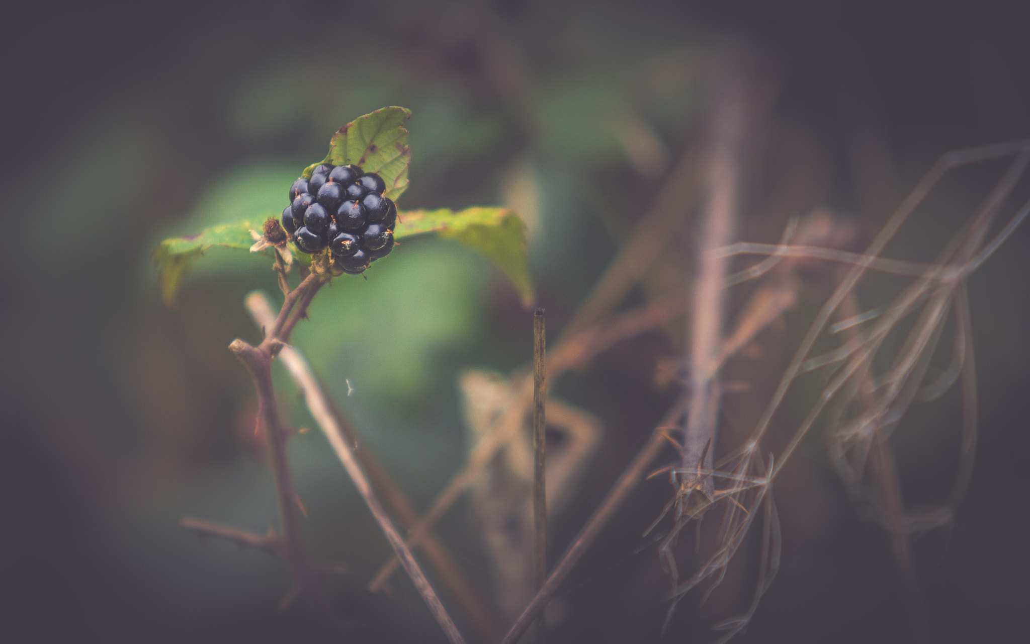 Canon EF 70-200mm F2.8L USM sample photo. Last of the blackberries photography