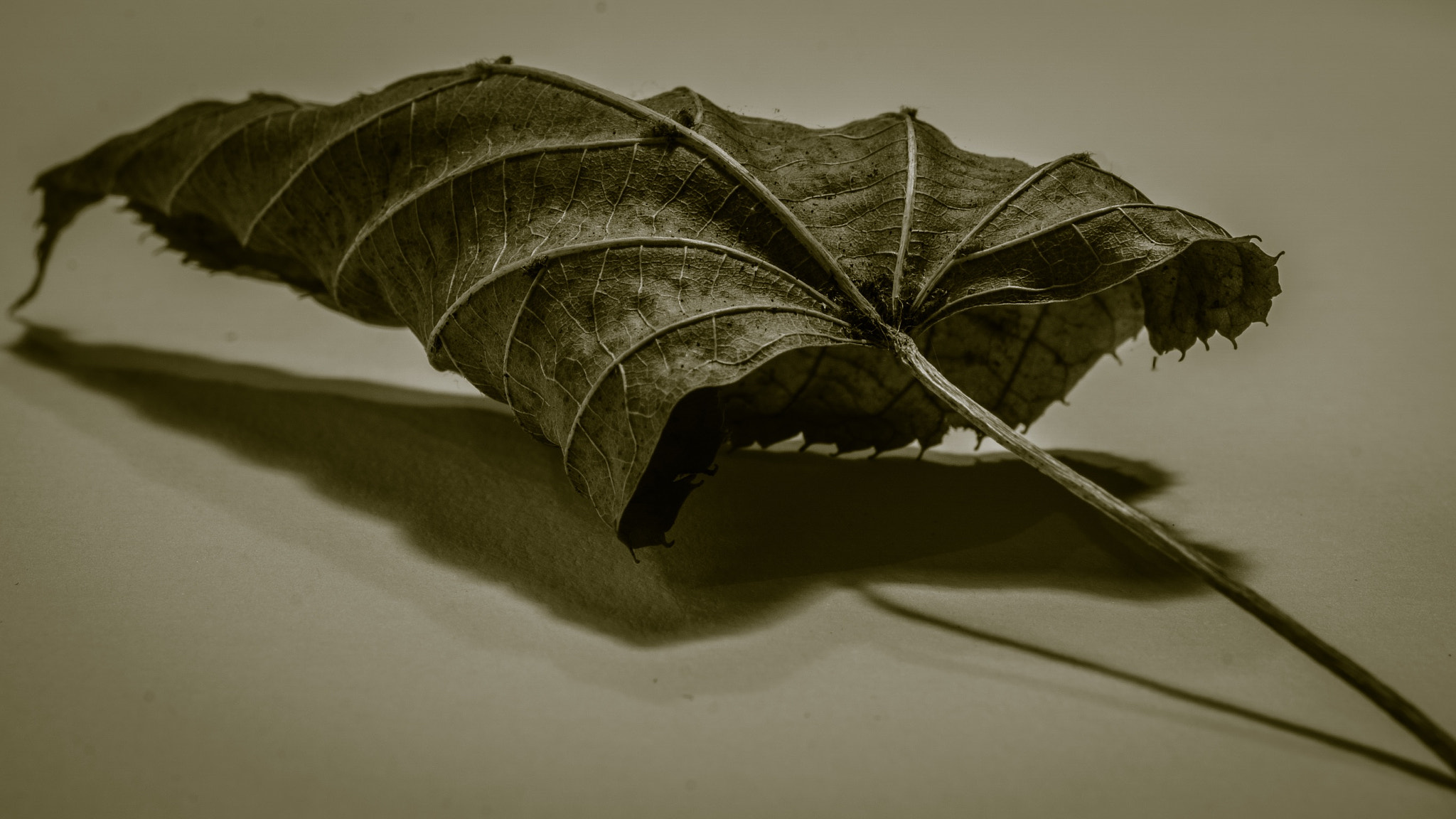 Sony FE 50mm F2.8 Macro sample photo. Herbstblatt photography
