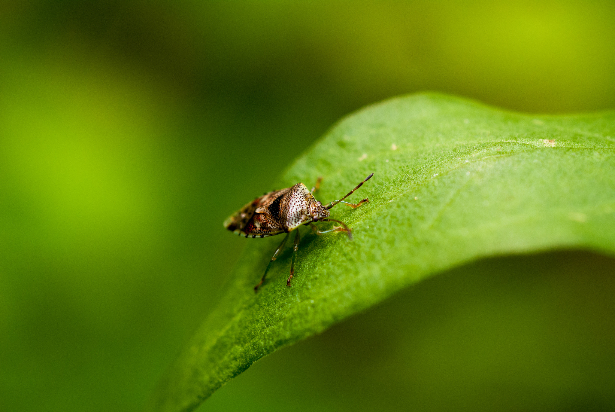 MACRO 50mm F2.8 sample photo. 28667729941.jpg photography