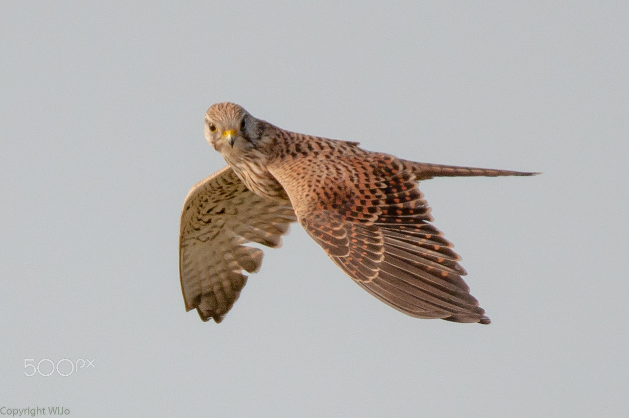 Sigma 150-600mm F5-6.3 DG OS HSM | C sample photo. Kestrel / torenvalk photography