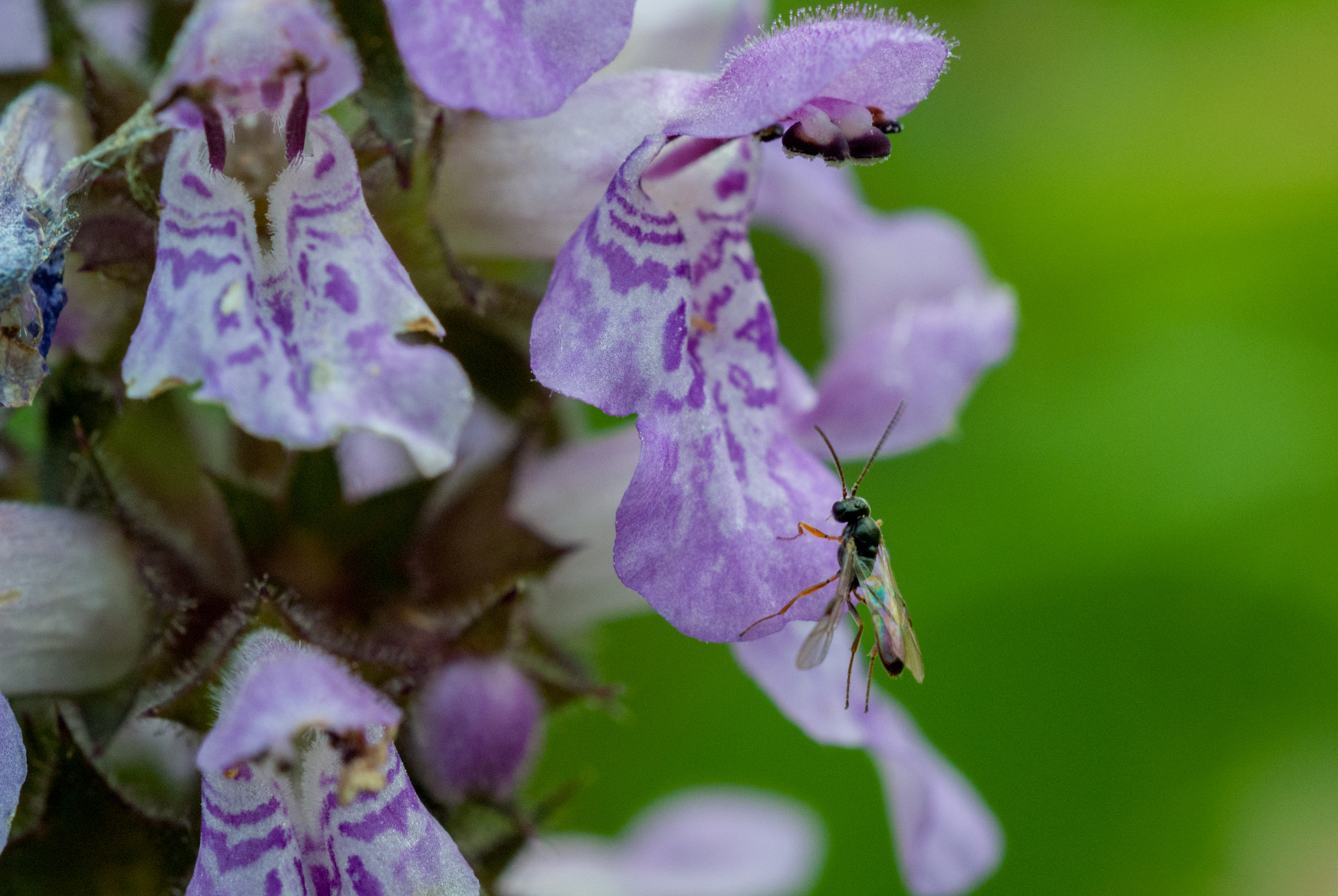 Sony Alpha DSLR-A230 + MACRO 50mm F2.8 sample photo. 28054975413.jpg photography