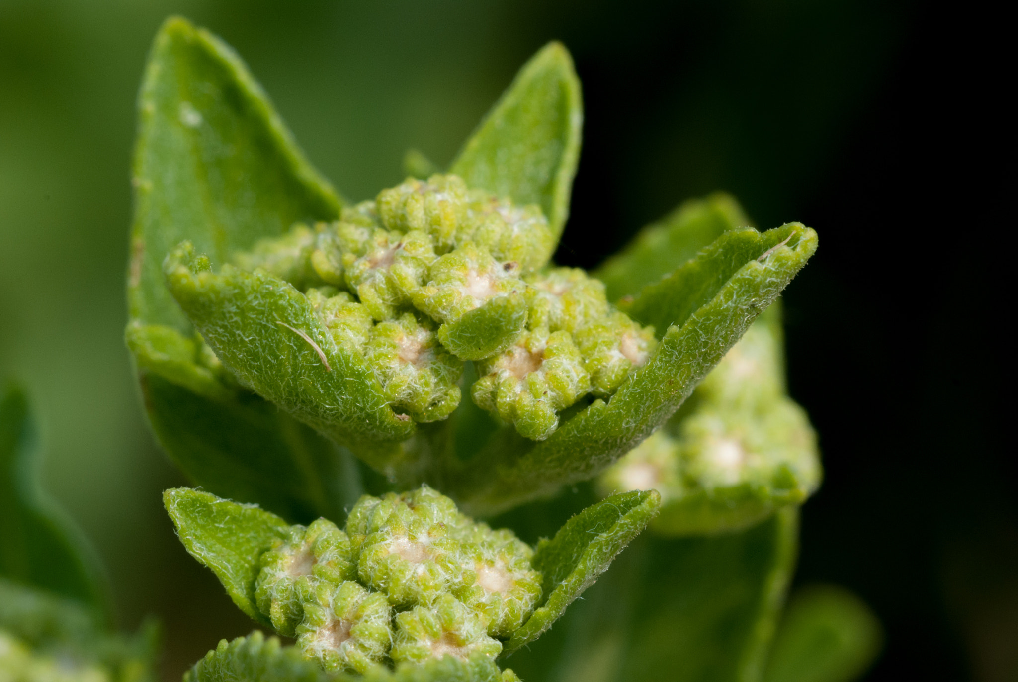 MACRO 50mm F2.8 sample photo. 28592991191.jpg photography