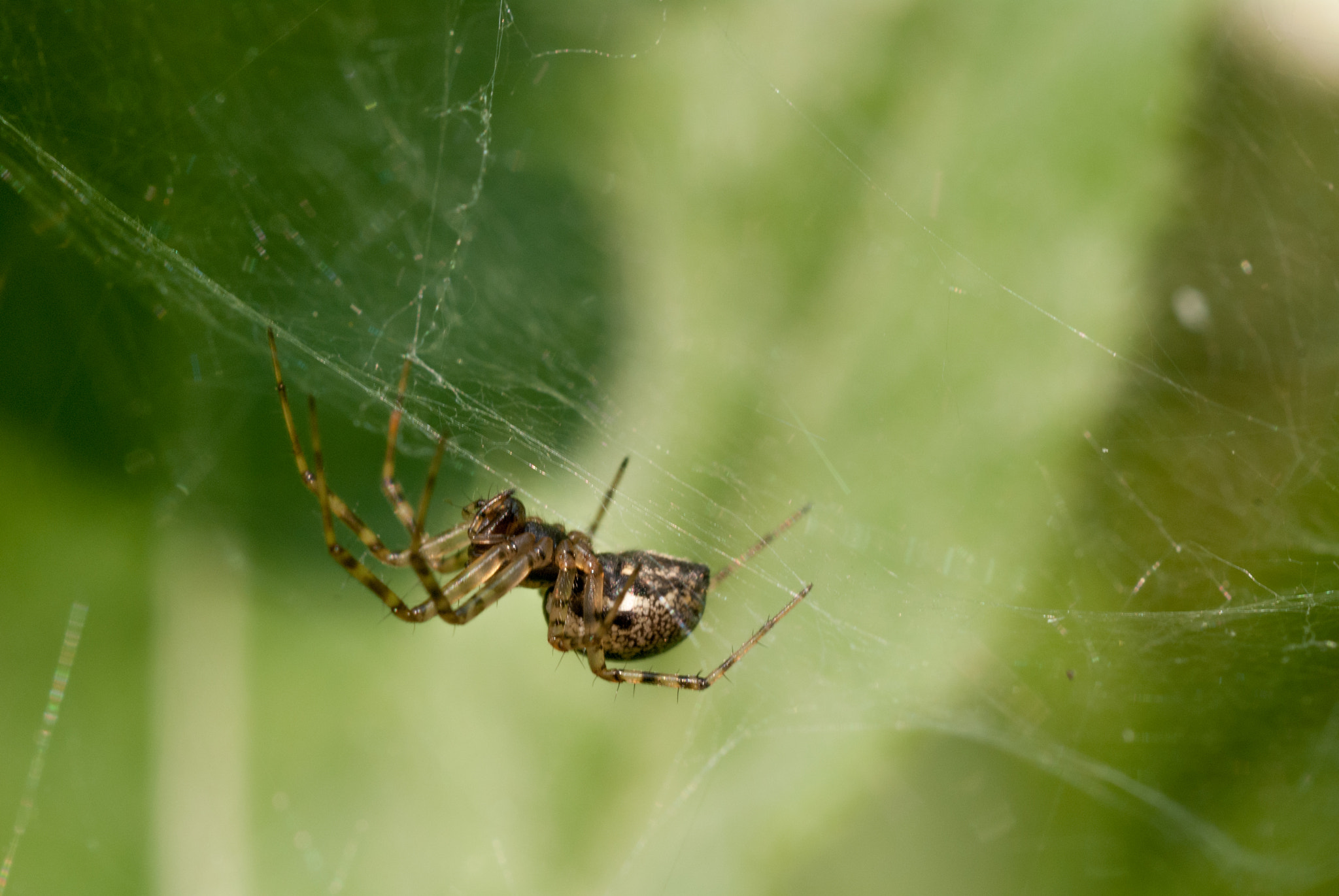 MACRO 50mm F2.8 sample photo. 28592992411.jpg photography