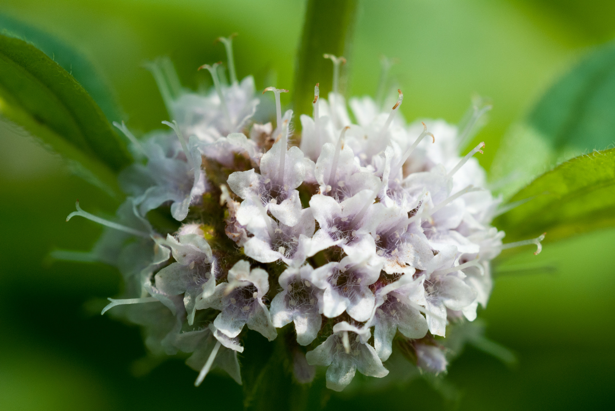 MACRO 50mm F2.8 sample photo. 28054979803.jpg photography