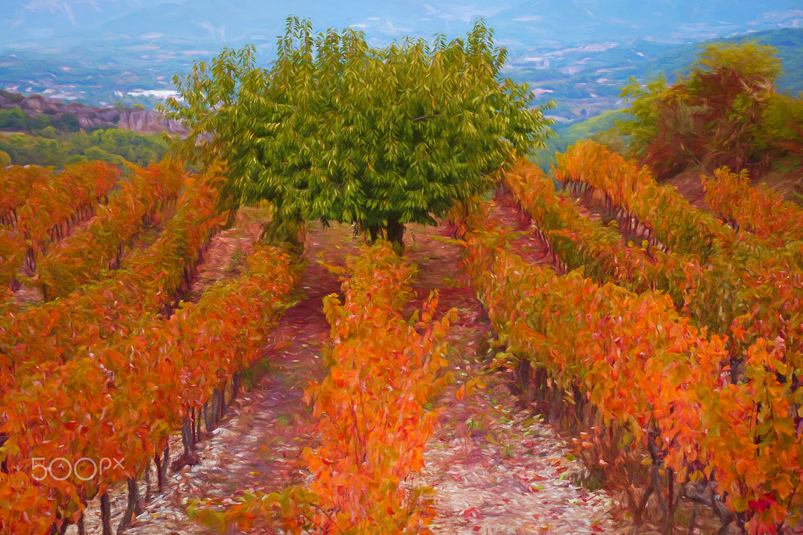 Panasonic Lumix G X Vario 35-100mm F2.8 OIS sample photo. Autumn vineyard photography