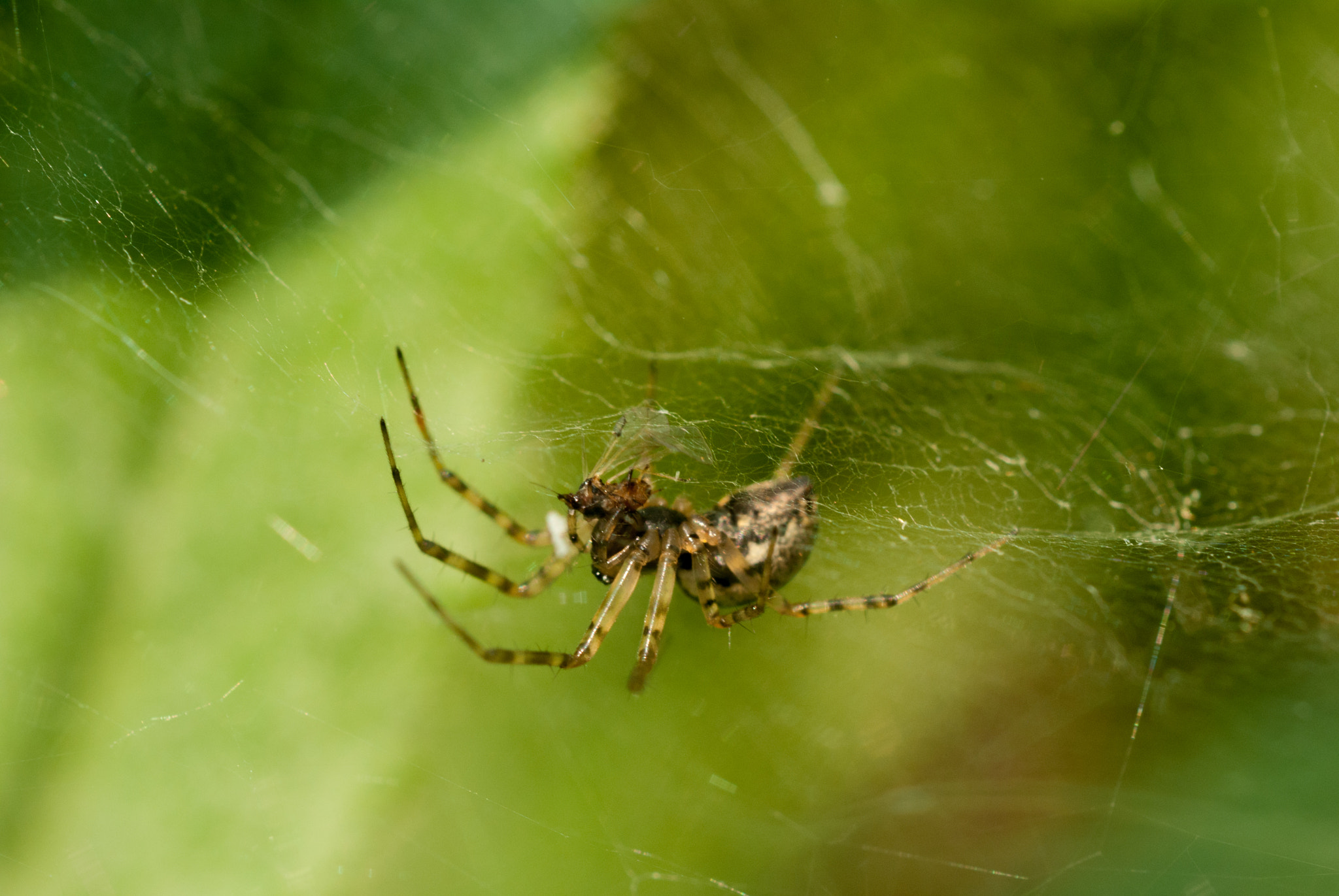 MACRO 50mm F2.8 sample photo. 28054977423.jpg photography