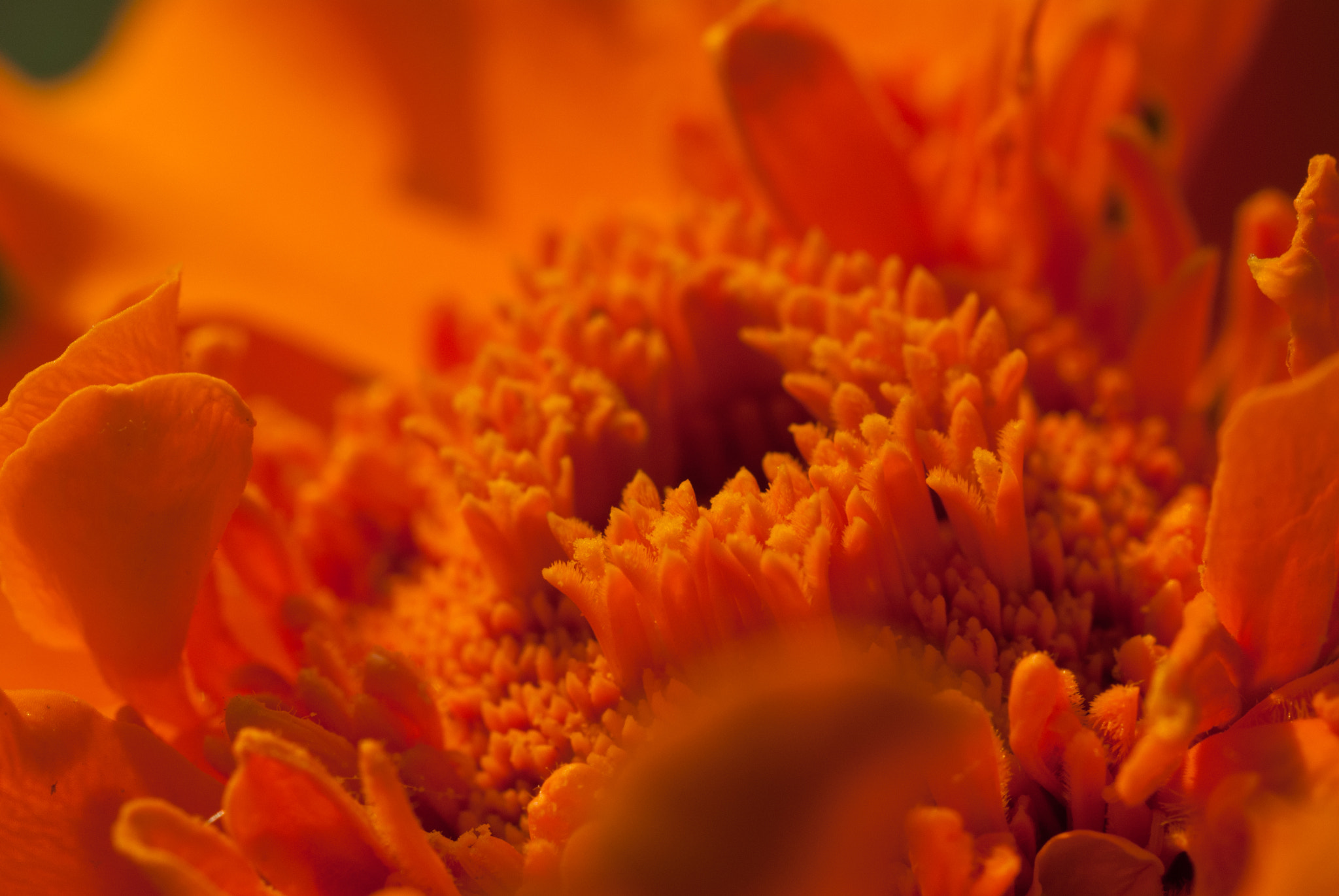 MACRO 50mm F2.8 sample photo. 28592993831.jpg photography