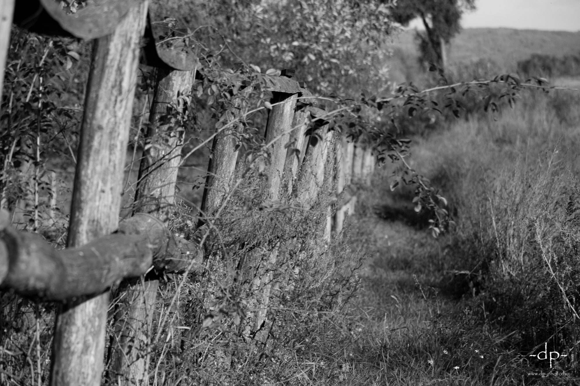 Canon EF-S 55-250mm F4-5.6 IS STM sample photo. Fence in the wild photography