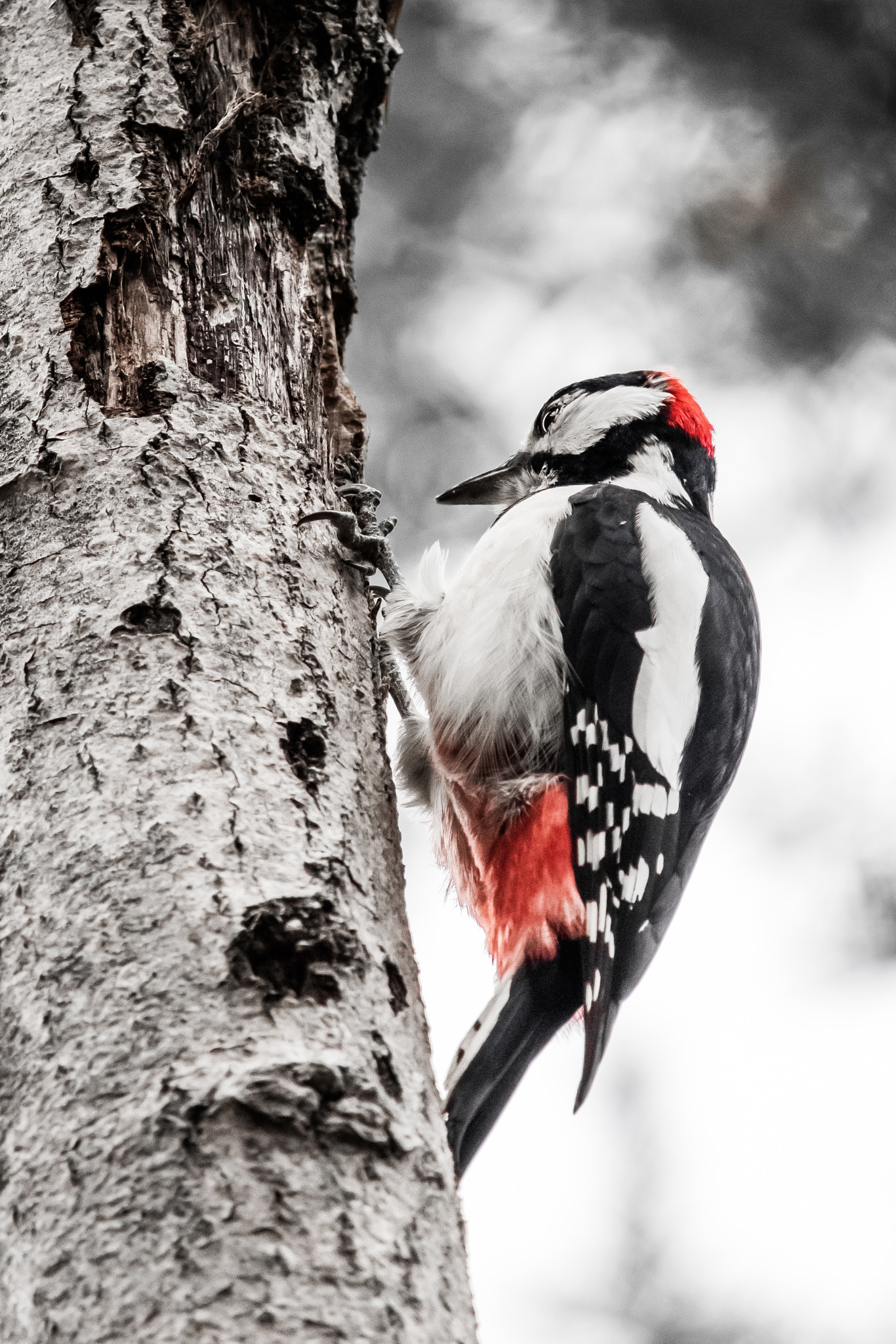 Canon EOS M3 + Canon EF-S 55-250mm F4-5.6 IS STM sample photo. Stockholm-vinterviken-great spotted woodpecker photography