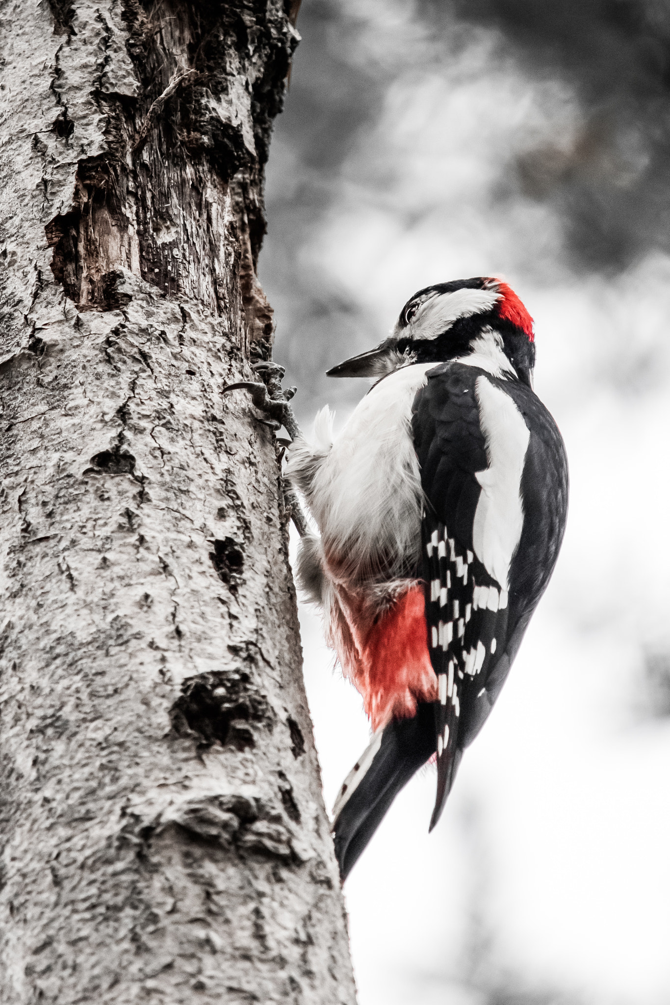 Canon EOS M3 sample photo. Stockholm-vinterviken-great spotted woodpecker photography