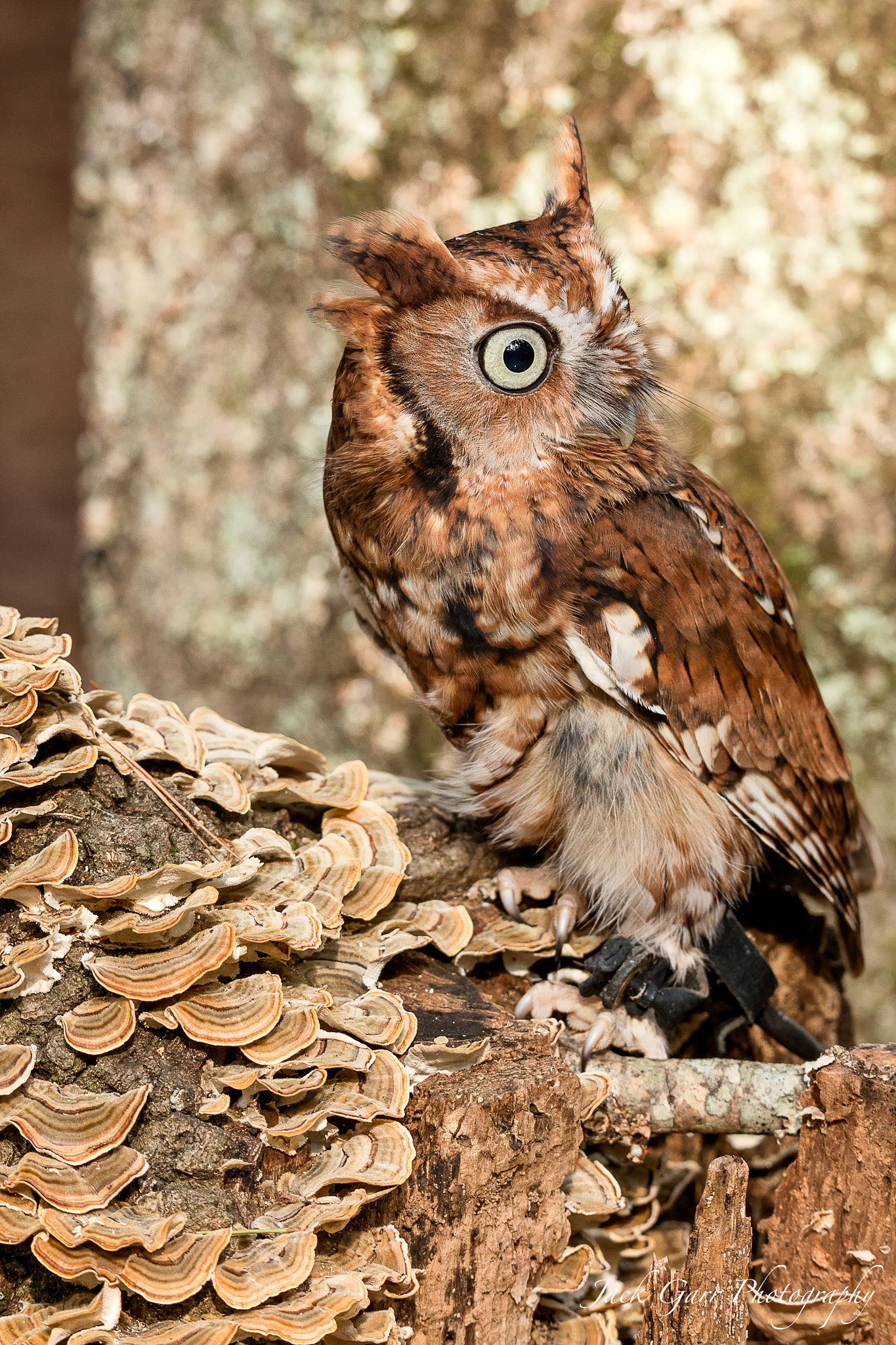 150-600mm F5-6.3 DG OS HSM | Sports 014 sample photo. Eastern screech owl photography