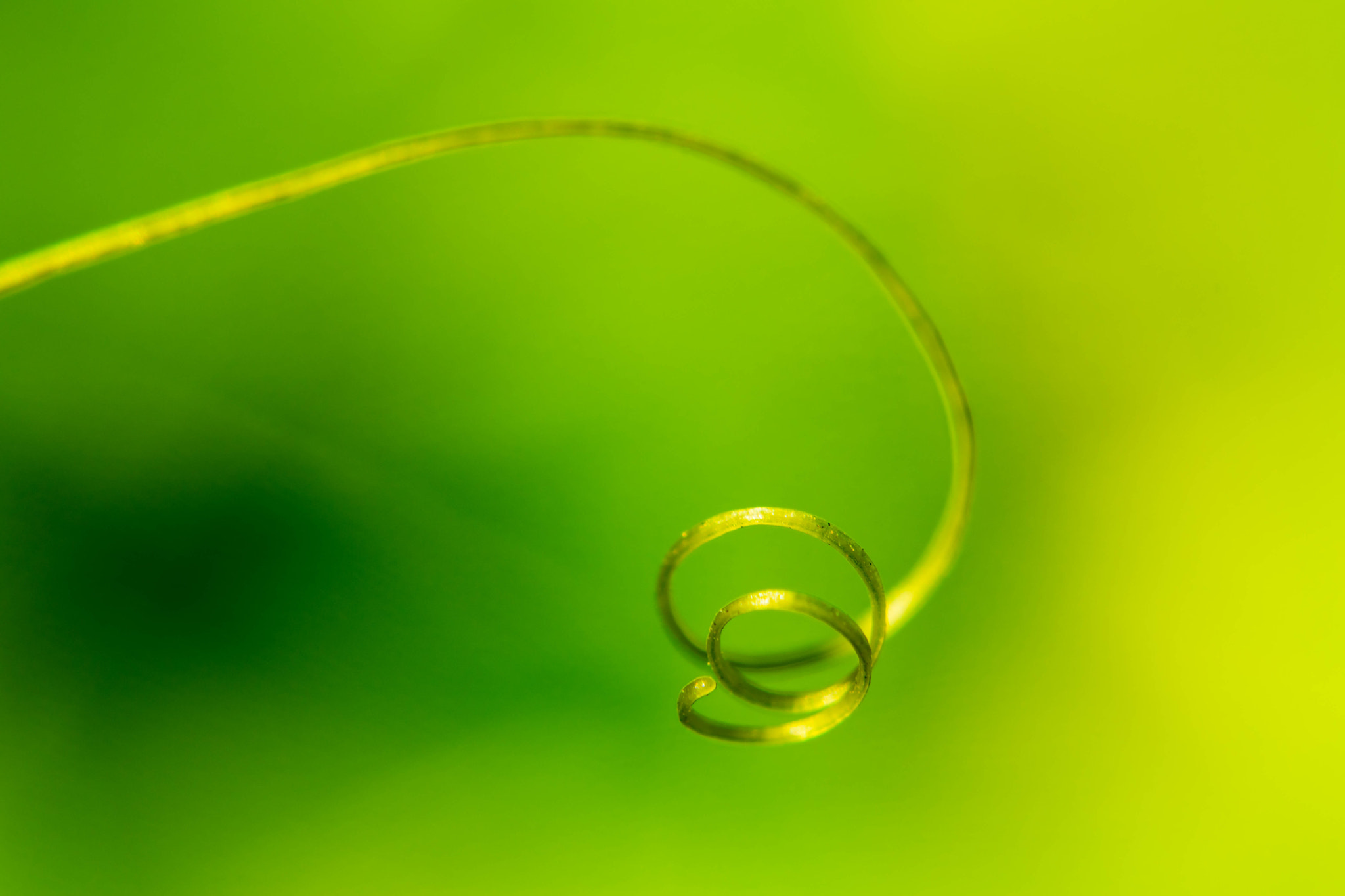 Sony SLT-A68 + MACRO 50mm F2.8 sample photo. Vine photography