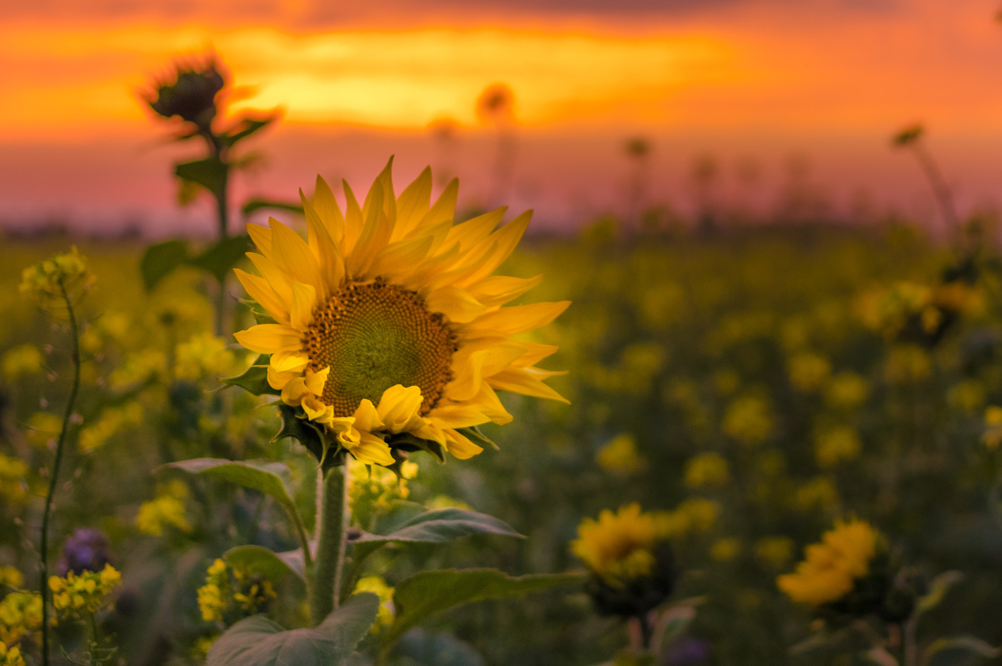 Pentax K-3 + Pentax smc DA 35mm F2.4 AL sample photo. Sonnenblume photography