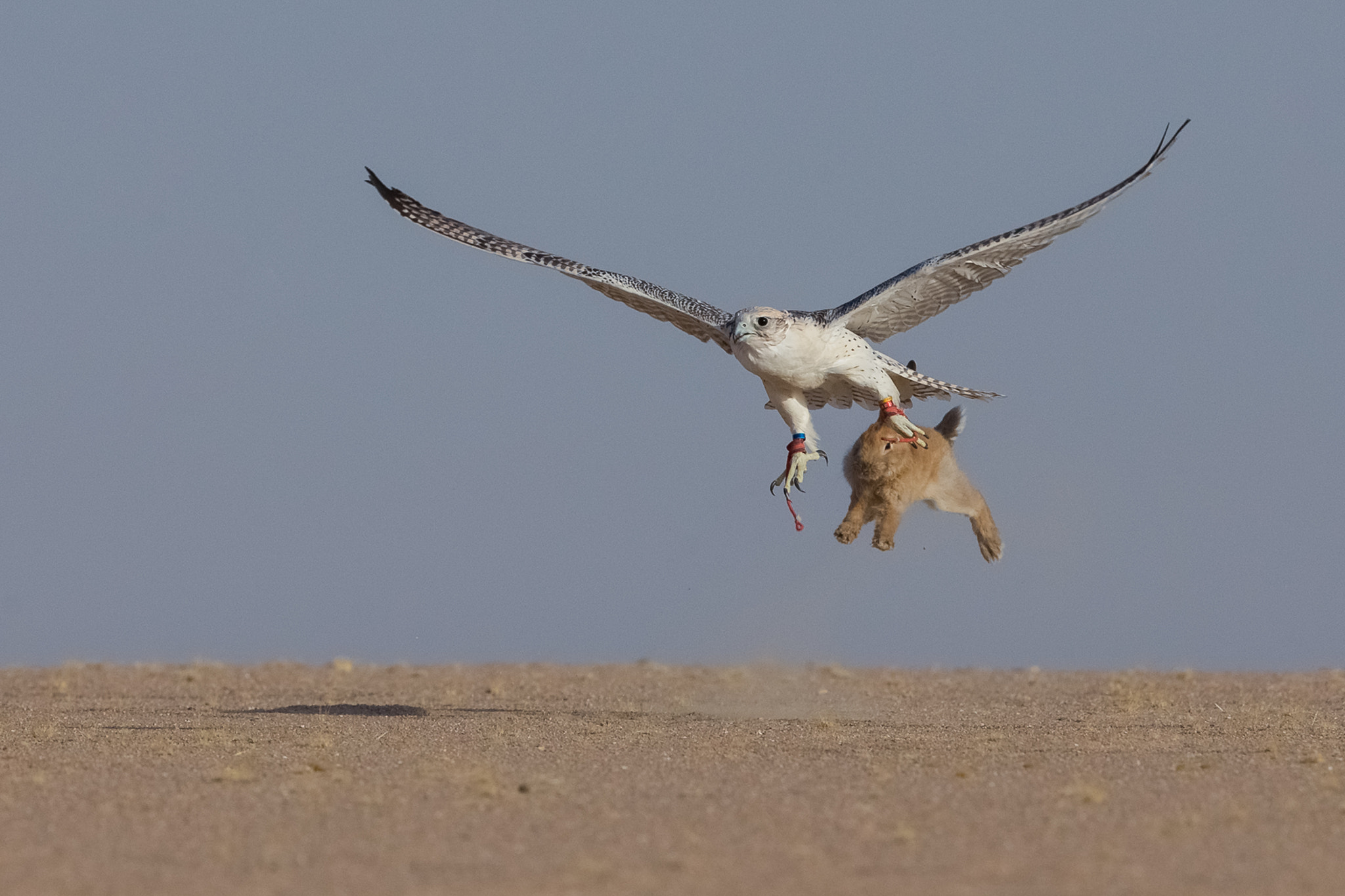 Canon EOS-1D X + Canon EF 500mm F4L IS II USM sample photo. Hunter photography