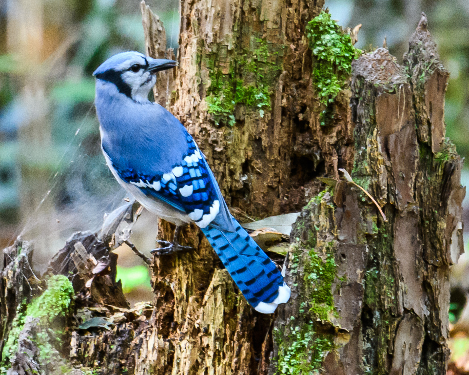 Nikon D500 + Sigma 50mm F2.8 EX DG Macro sample photo. Blue jay photography