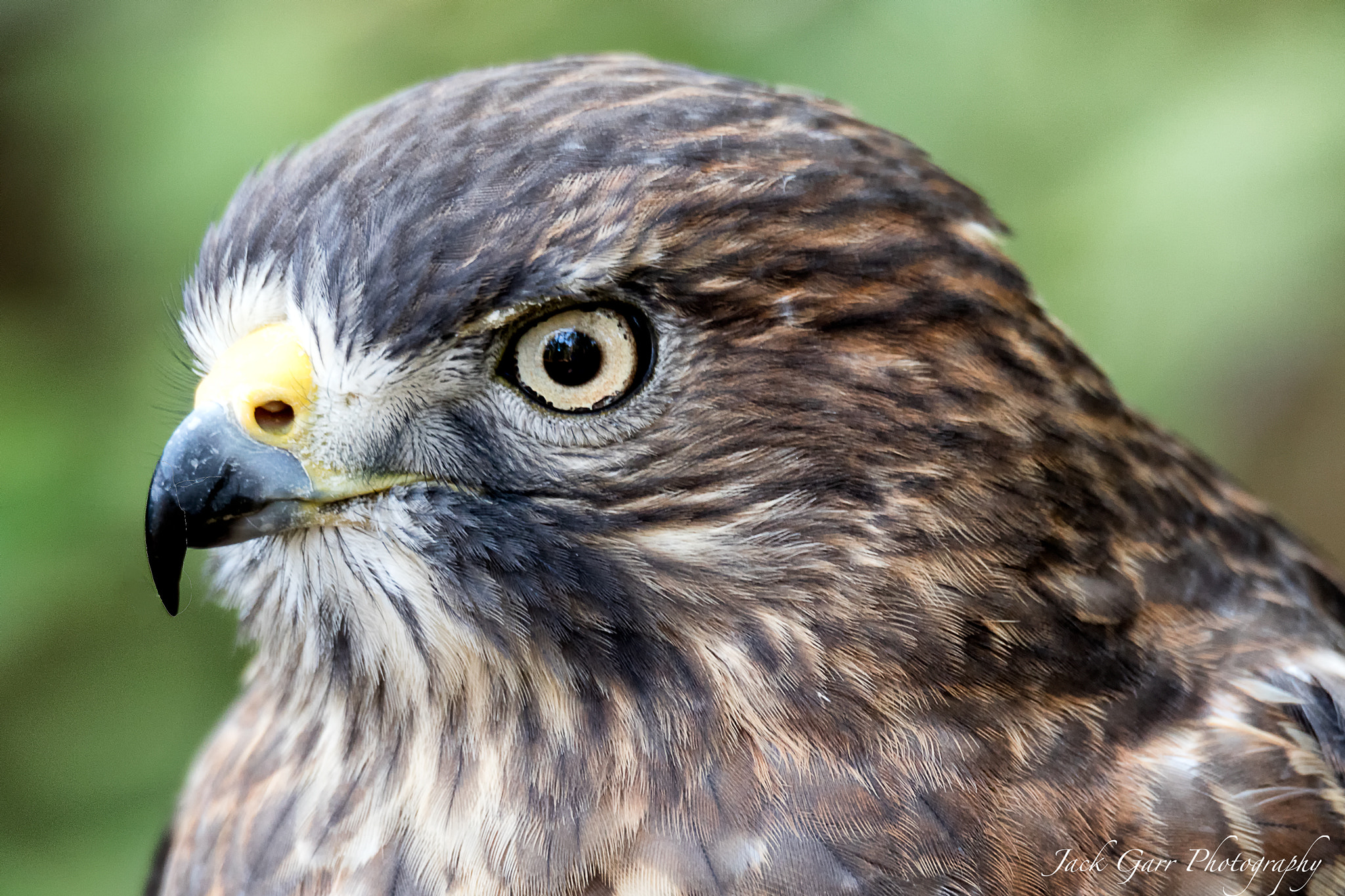 Canon EOS 5DS sample photo. Broad-winged hawk profile photography