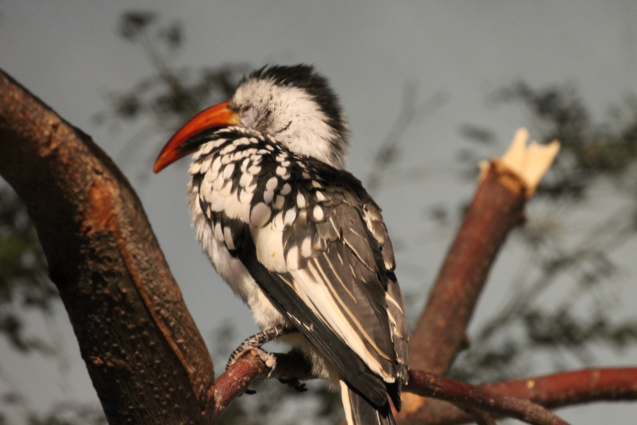 Canon EF 70-300mm F4-5.6L IS USM sample photo. Red-billed hornbill photography
