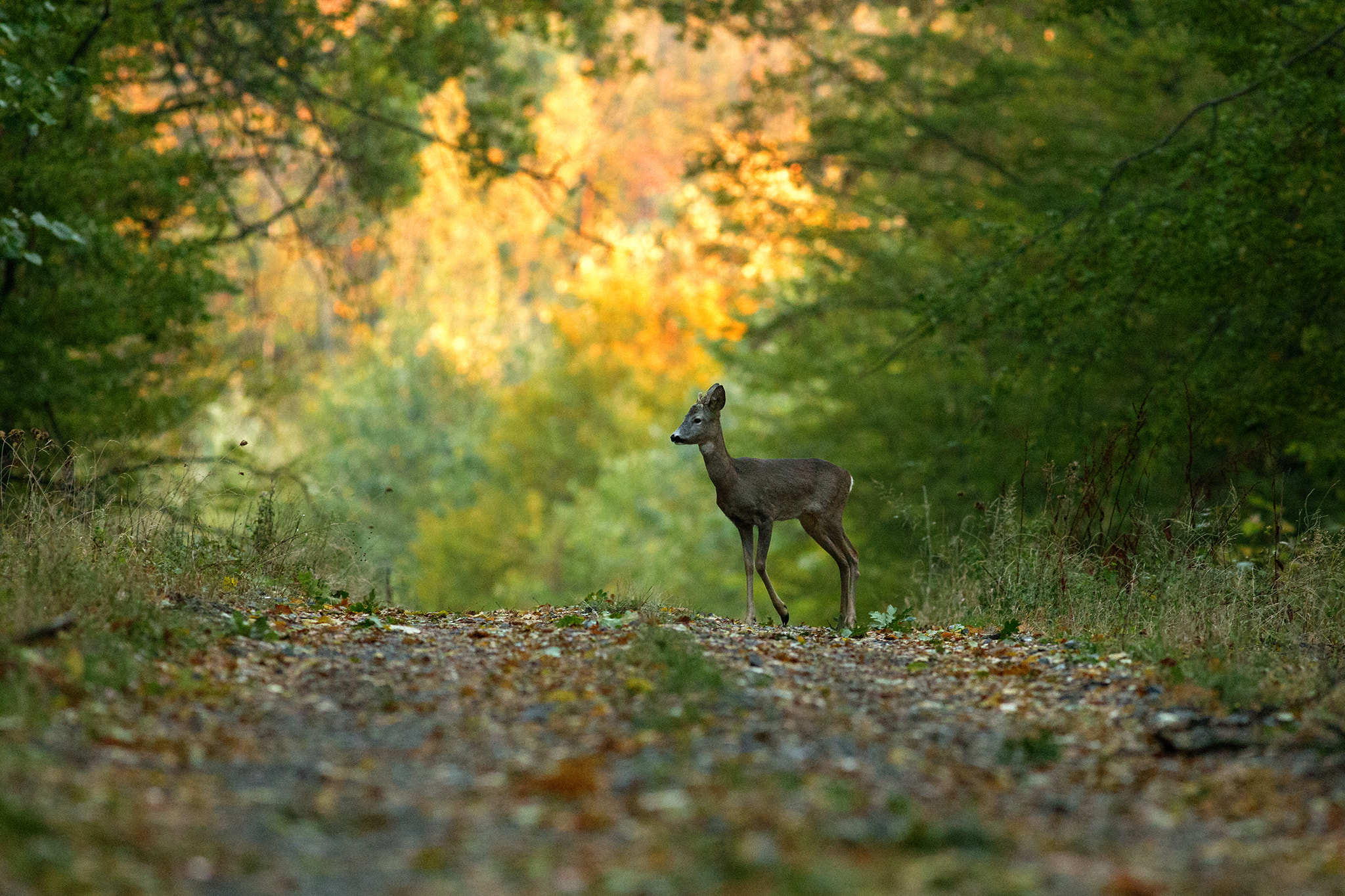 Canon EOS 6D + Canon EF 400mm F5.6L USM sample photo. Deer at sunset photography