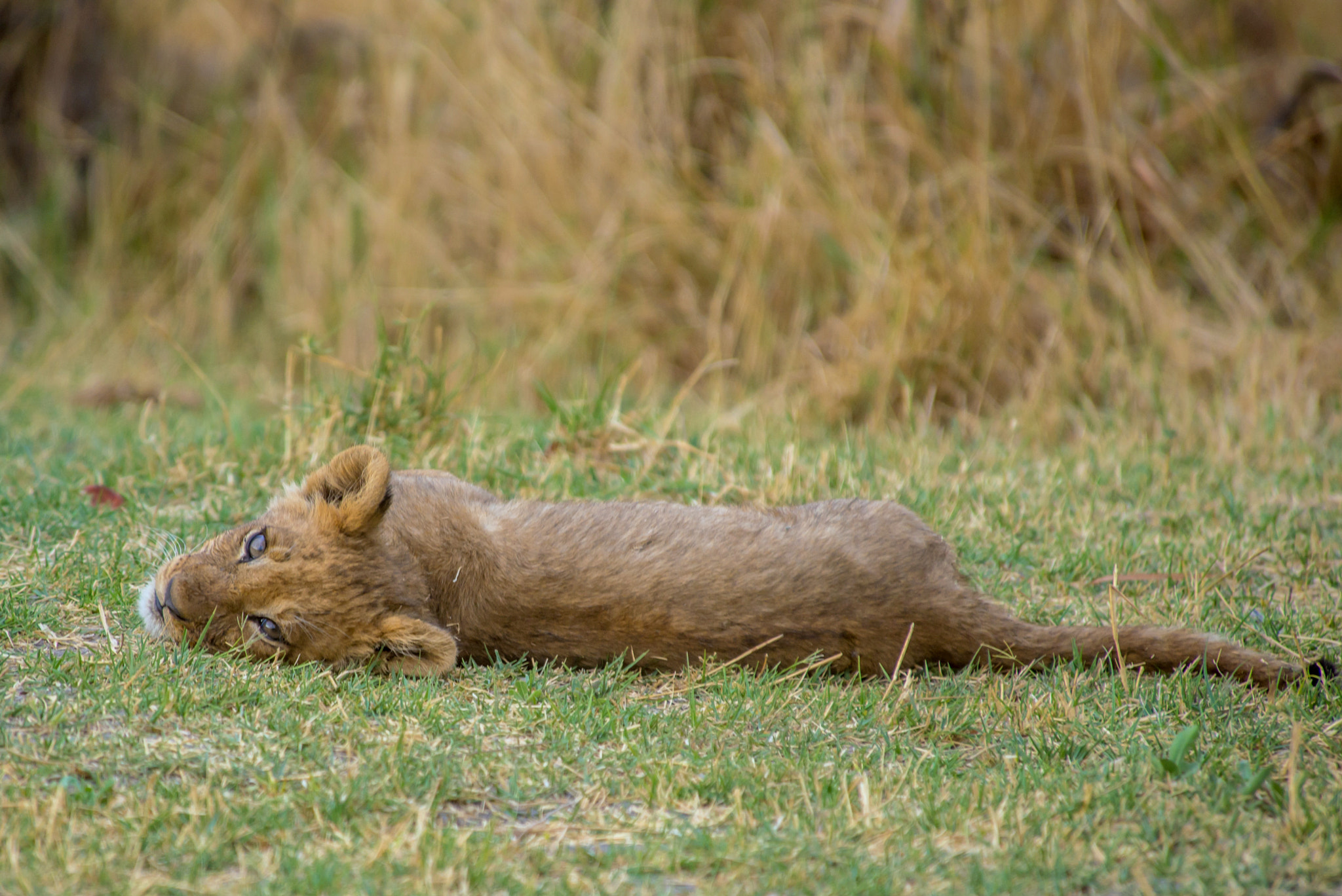 Nikon D600 sample photo. Cub photography