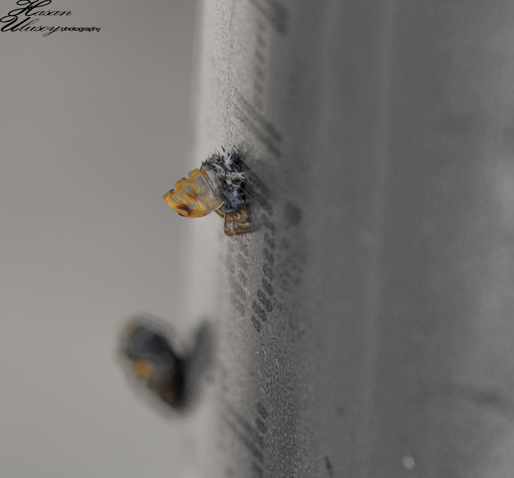 Canon EF 100mm F2.8L Macro IS USM sample photo. Chrysalide  ( chrysalis ) photography