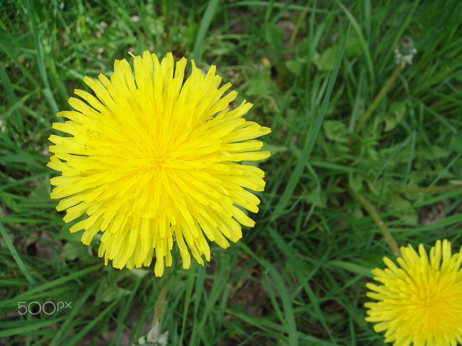 Sony DSC-T500 sample photo. Dandelion photography