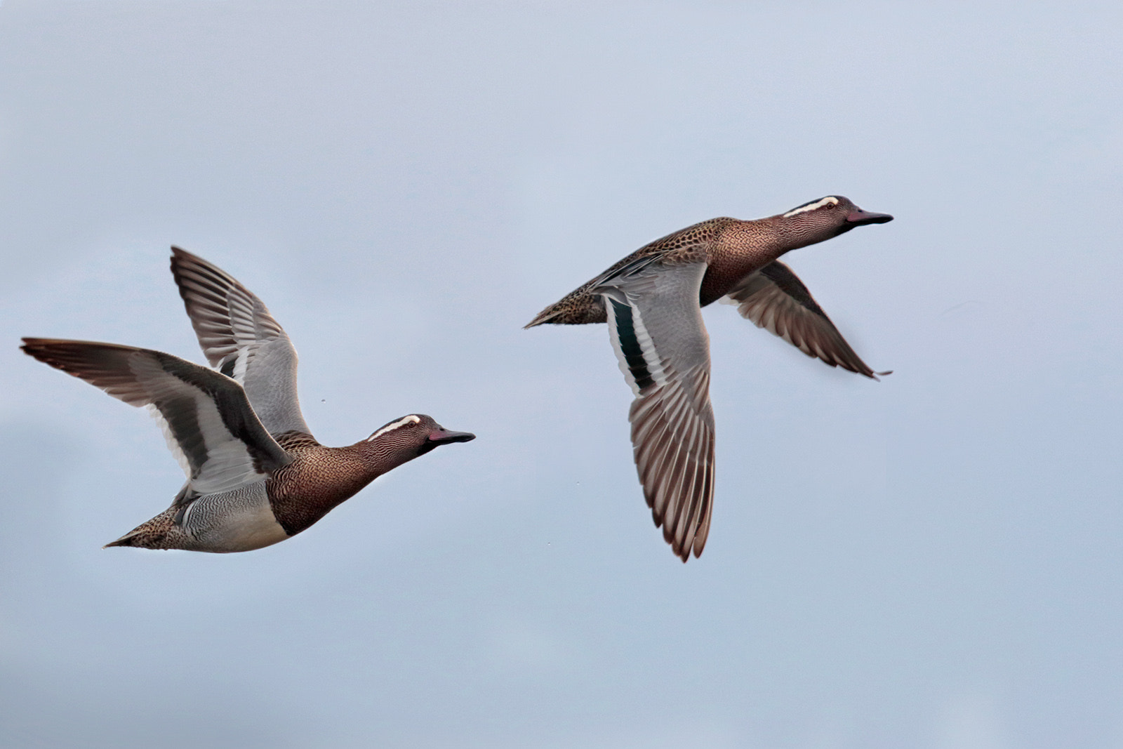 Canon EOS 7D Mark II + Canon EF 300mm F2.8L IS II USM sample photo. Garganeys photography