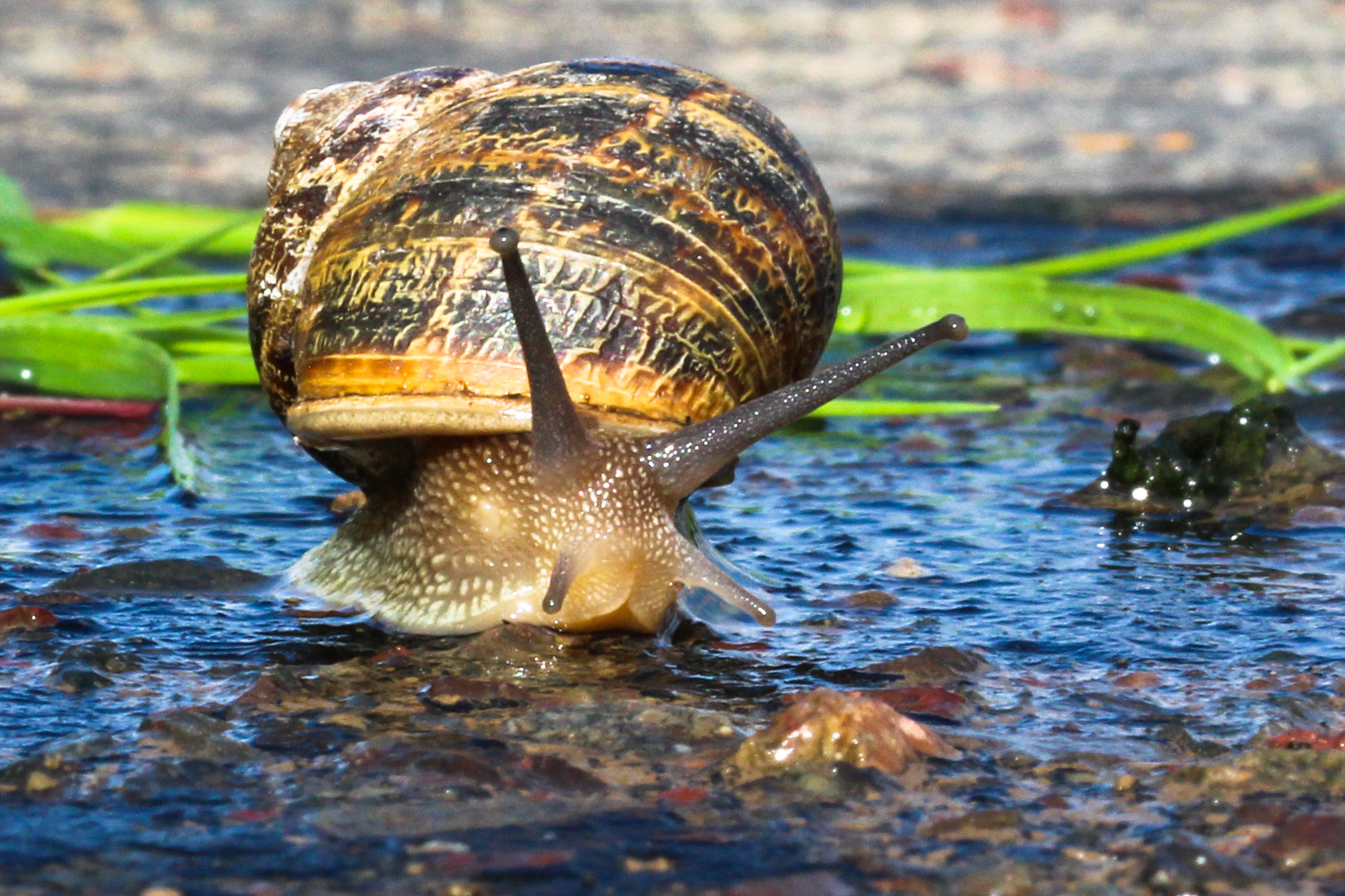 Sigma 105mm F2.8 EX DG OS HSM sample photo. Snail, escargot photography
