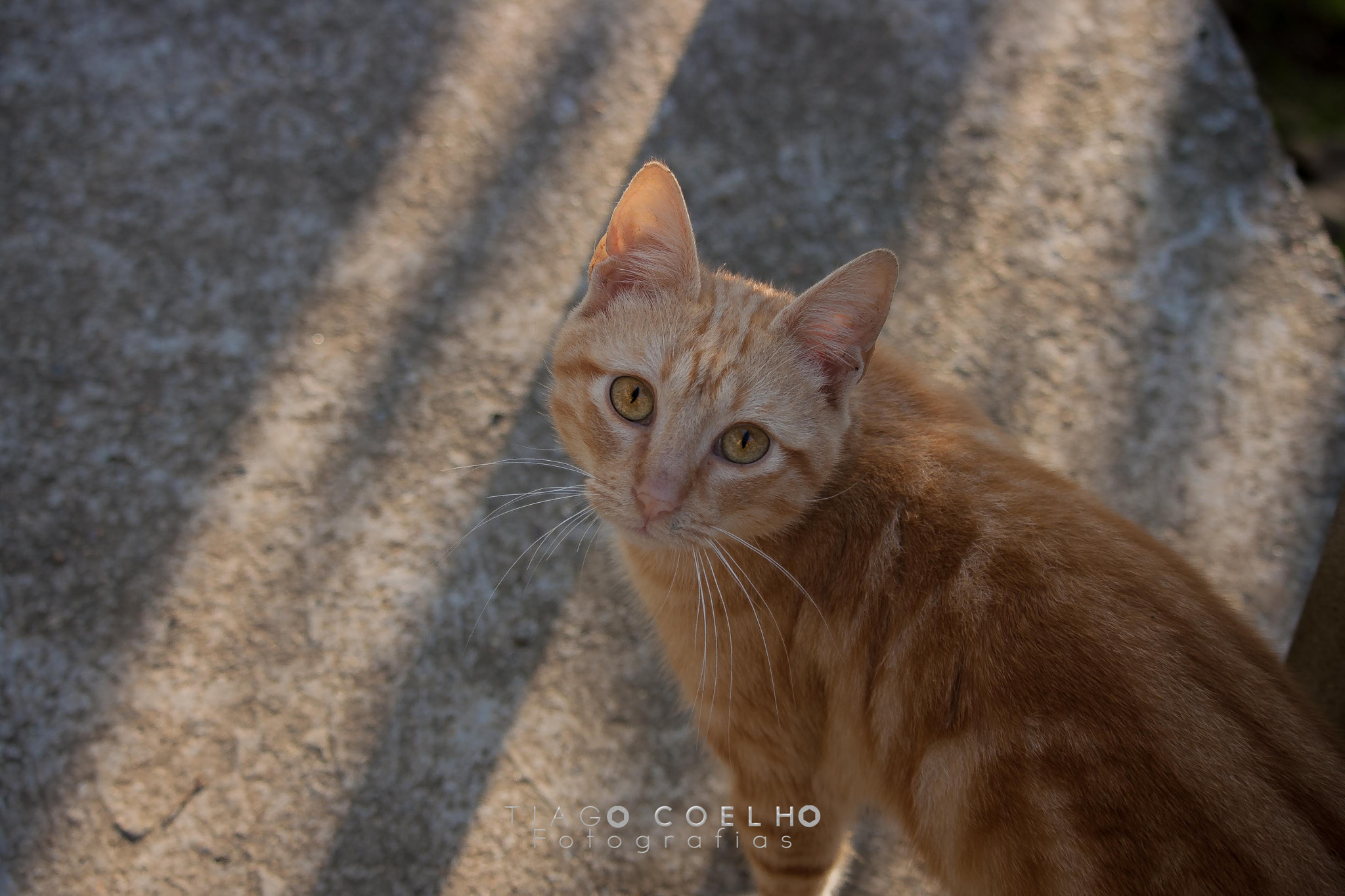 Canon EF-S 55-250mm F4-5.6 IS STM sample photo. Img photography