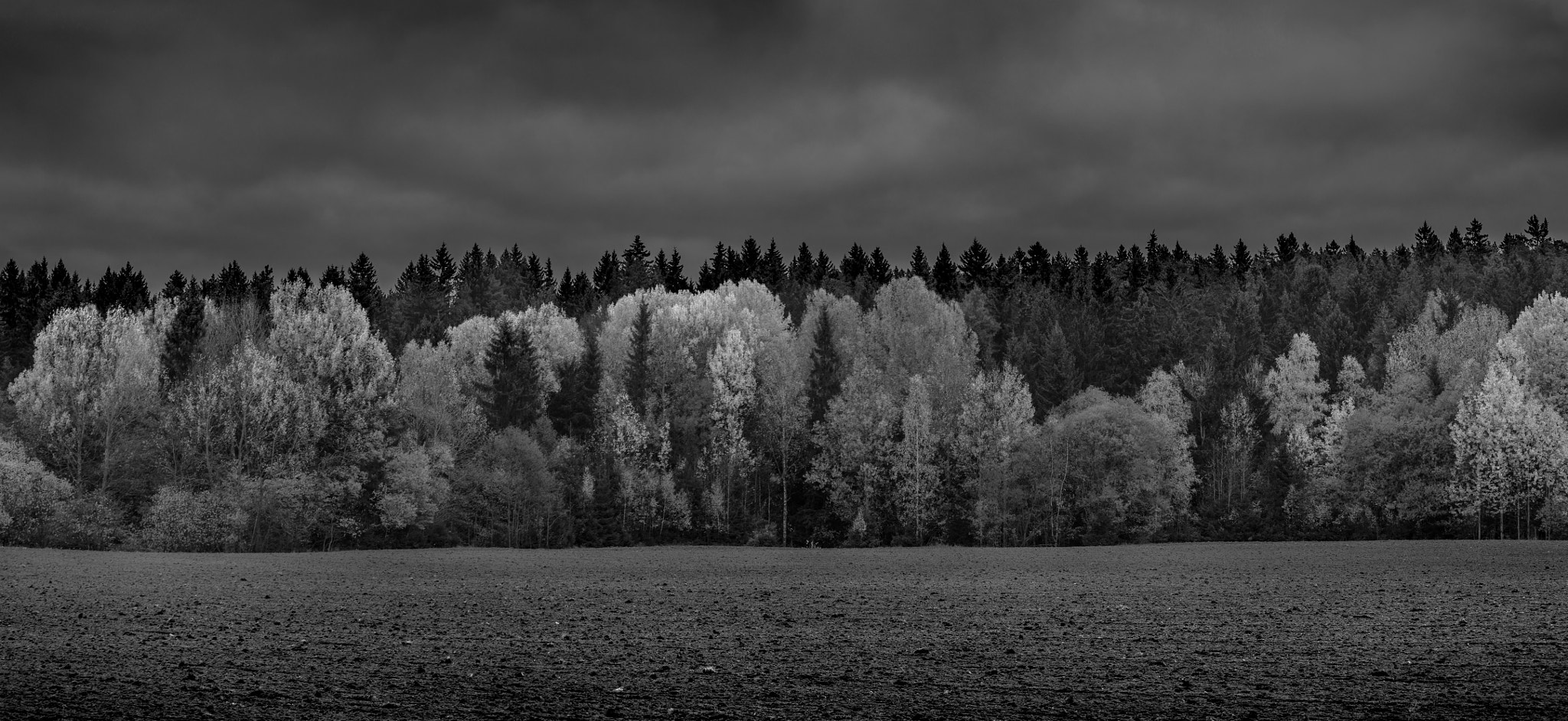Nikon AF-S Nikkor 70-200mm F4G ED VR sample photo. Glowing forest photography